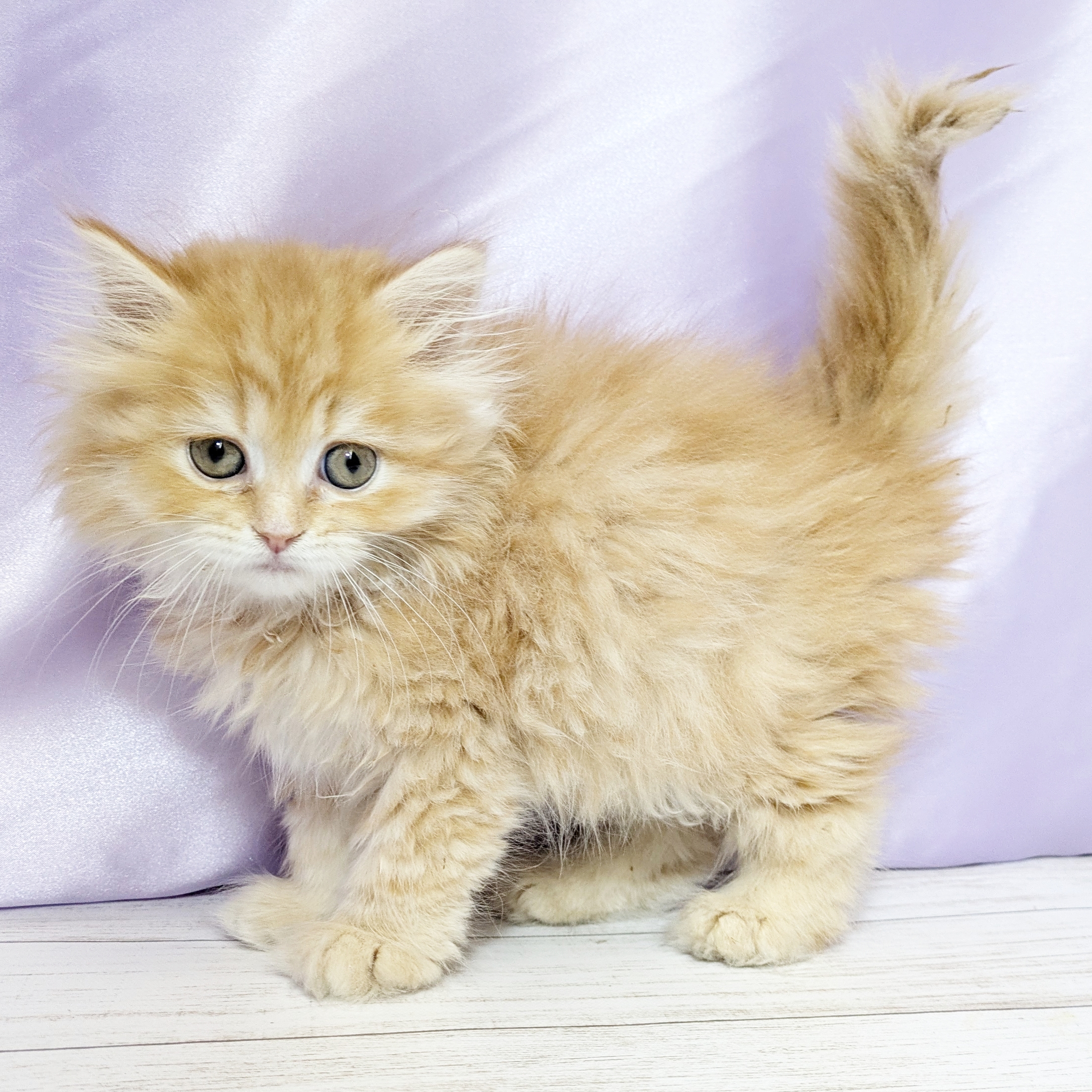 兵庫県のミヌエット (犬の家＆猫の里尼崎店/2025年9月10日生まれ/女の子/レッドタビーホワイト)の子猫の4枚目の画像