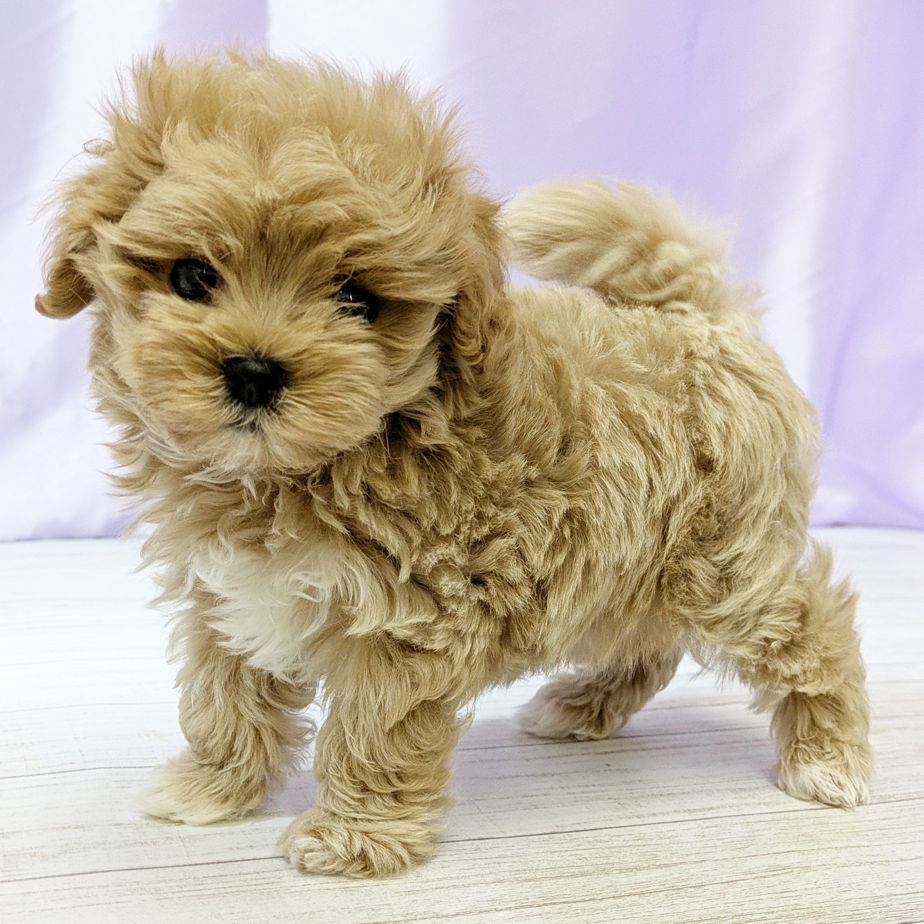 兵庫県のマルプー(マルチーズ×プードル) (犬の家＆猫の里尼崎店/2025年9月15日生まれ/男の子/クリーム)の子犬の4枚目の画像