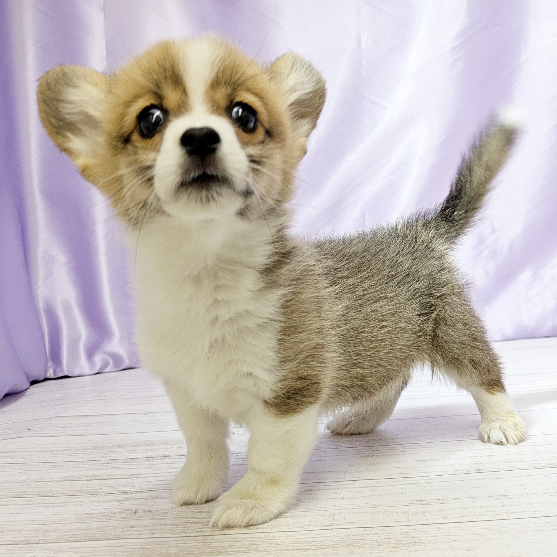 兵庫県のウェルシュコーギーペンブローク (犬の家＆猫の里尼崎店/2025年9月17日生まれ/女の子/レッドホワイト)の子犬の4枚目の画像