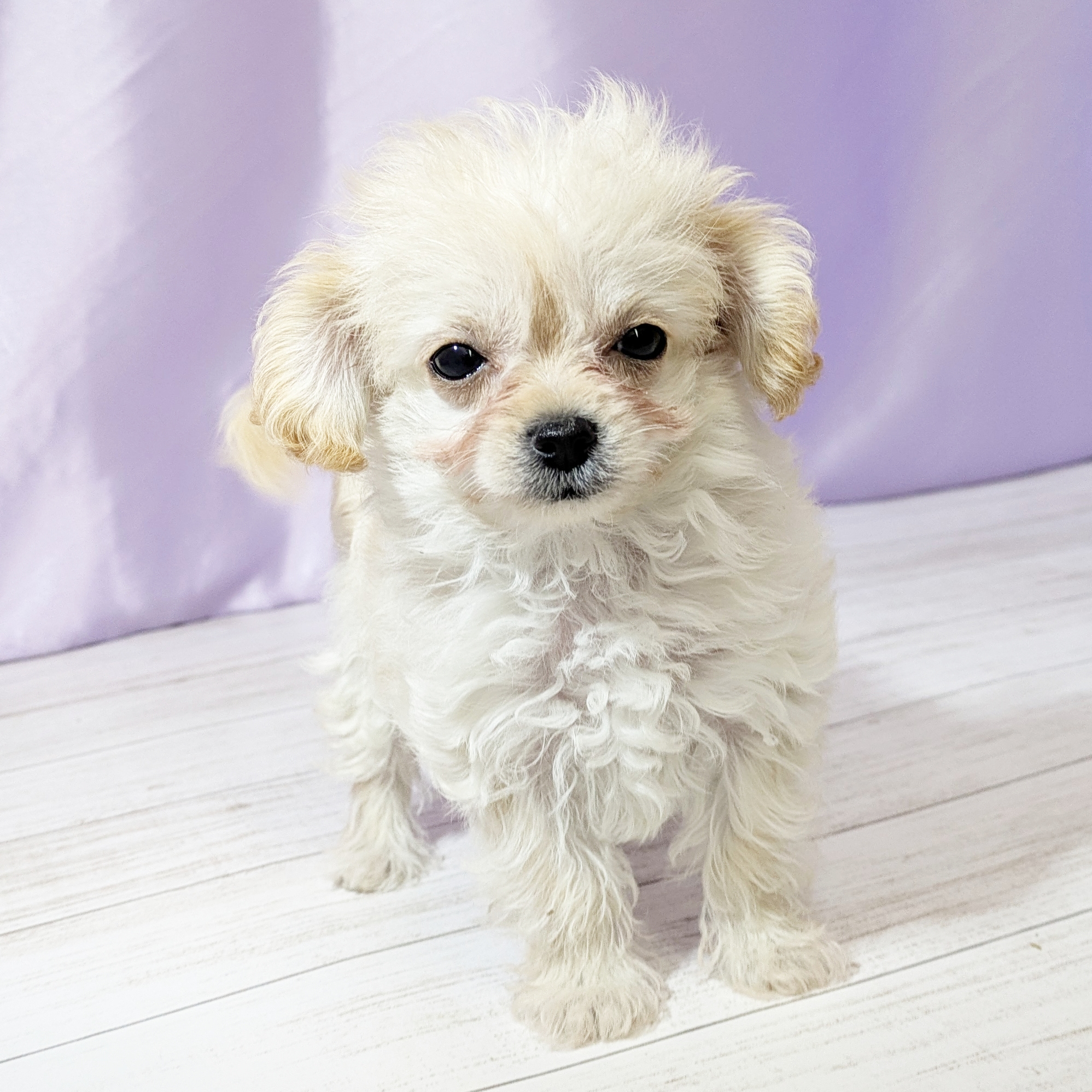 兵庫県のチワプー/プーチー(チワワ×プードル) (犬の家＆猫の里尼崎店/2025年9月23日生まれ/女の子/クリーム)の子犬の4枚目の画像