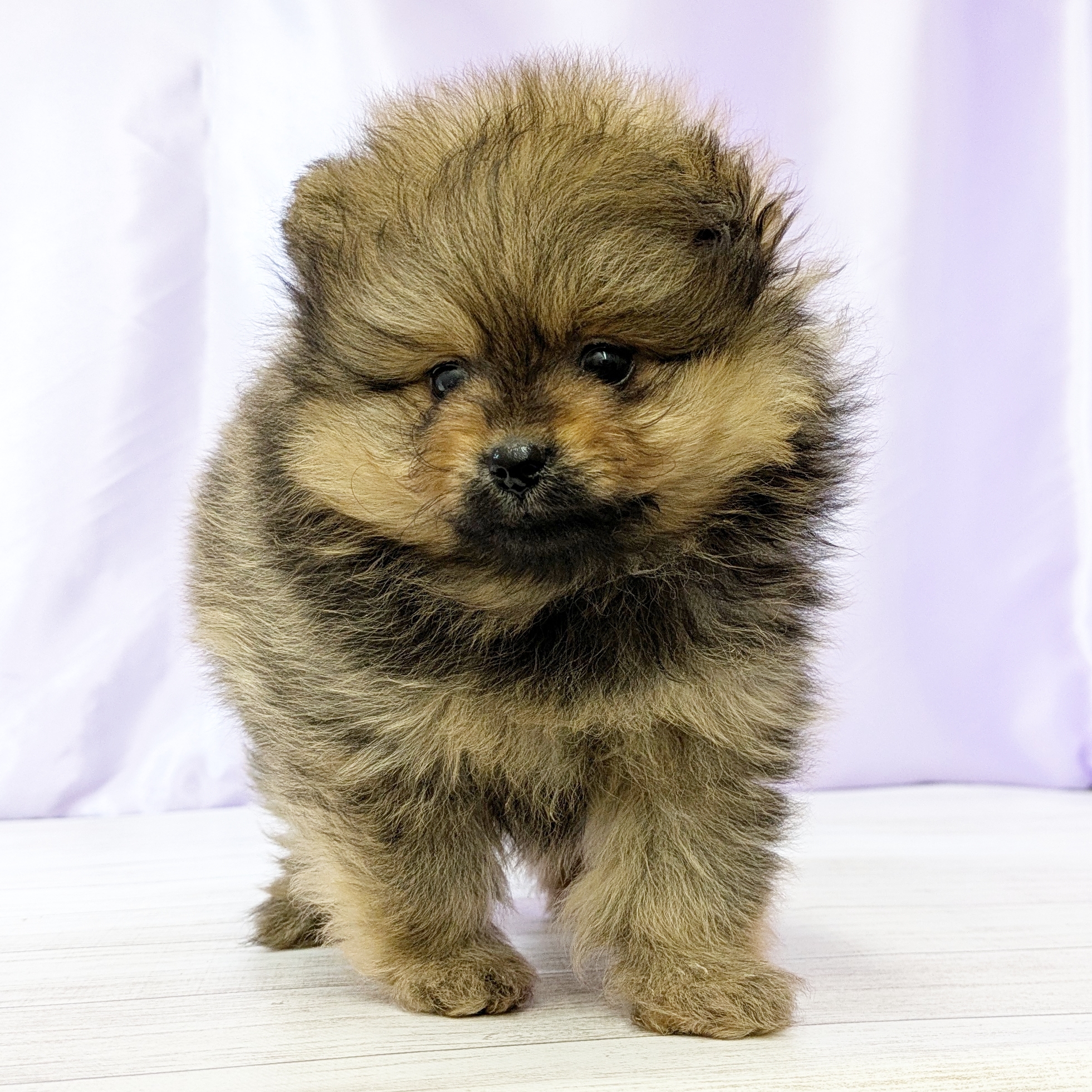 兵庫県のポメラニアン (犬の家＆猫の里尼崎店/2025年9月28日生まれ/男の子/オレンジ)の子犬の4枚目の画像