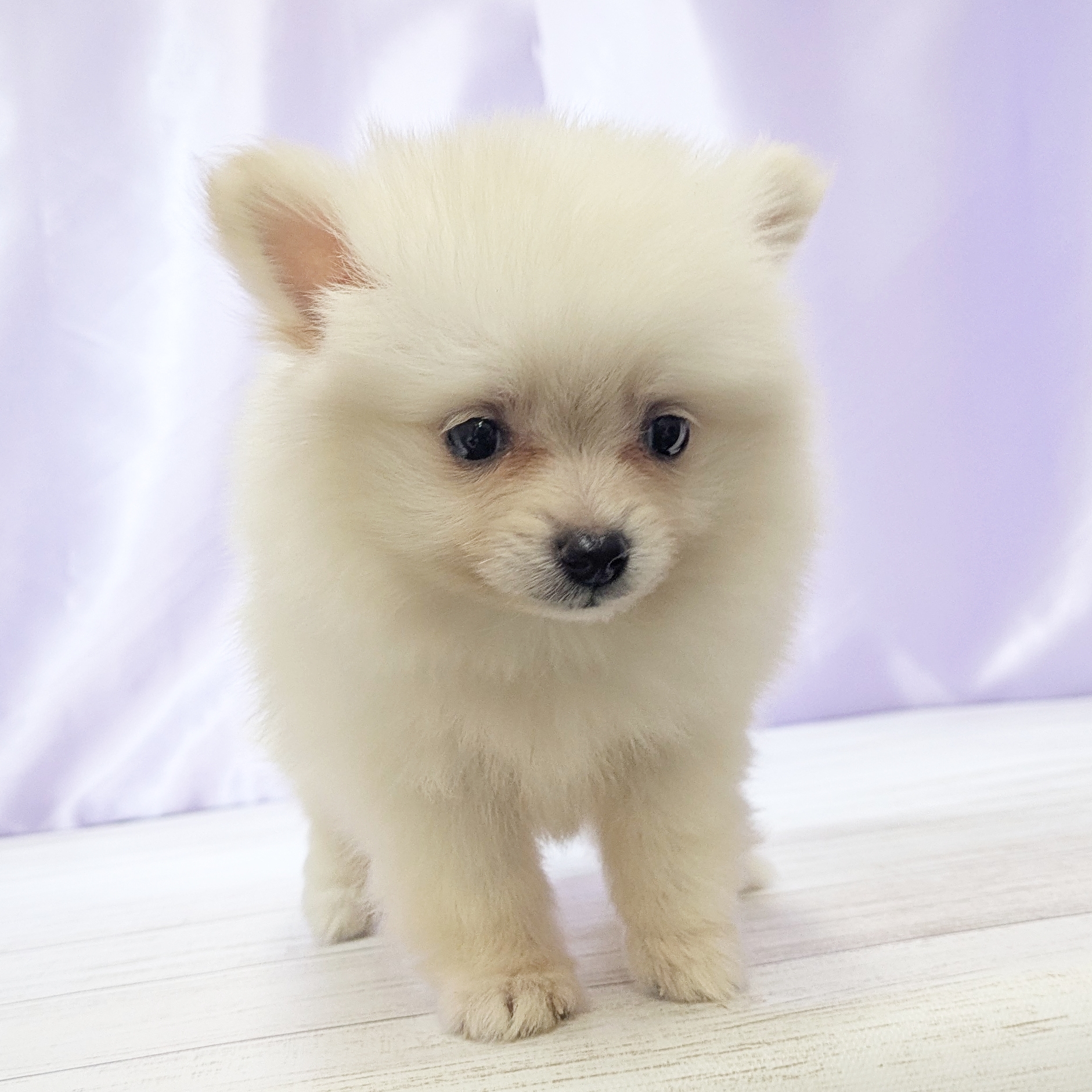 兵庫県のポメラニアン (犬の家＆猫の里尼崎店/2025年9月24日生まれ/女の子/クリーム)の子犬の4枚目の画像