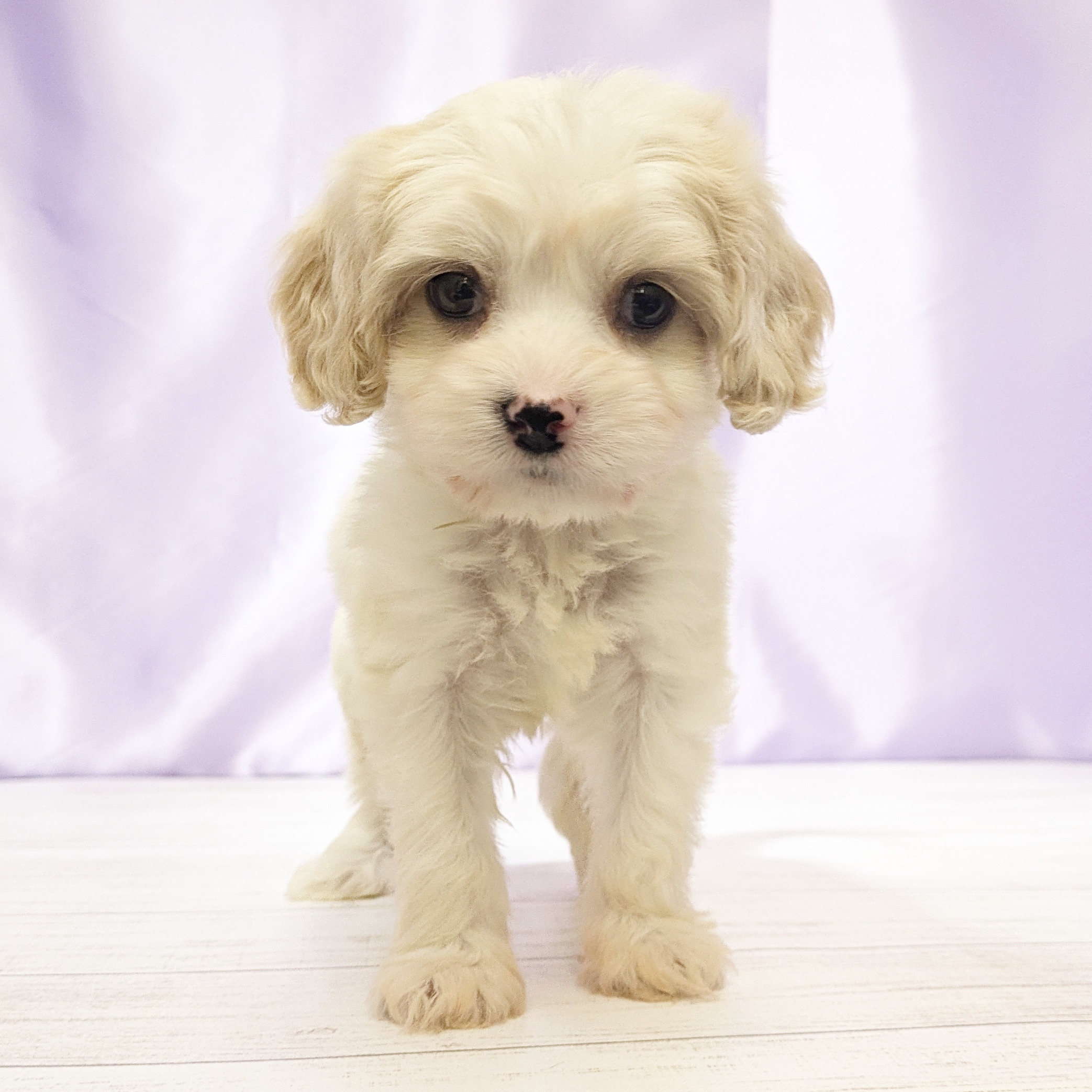 兵庫県のハーフ犬・ミックス犬 (犬の家＆猫の里尼崎店/2025年9月26日生まれ/男の子/ホワイトクリーム)の子犬の4枚目の画像