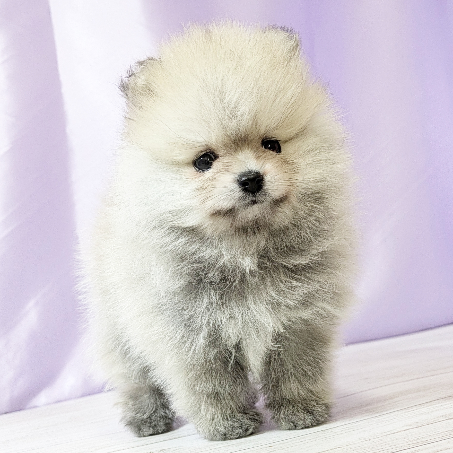 兵庫県のポメラニアン (犬の家＆猫の里尼崎店/2025年10月5日生まれ/女の子/ウルフセーブル)の子犬の4枚目の画像