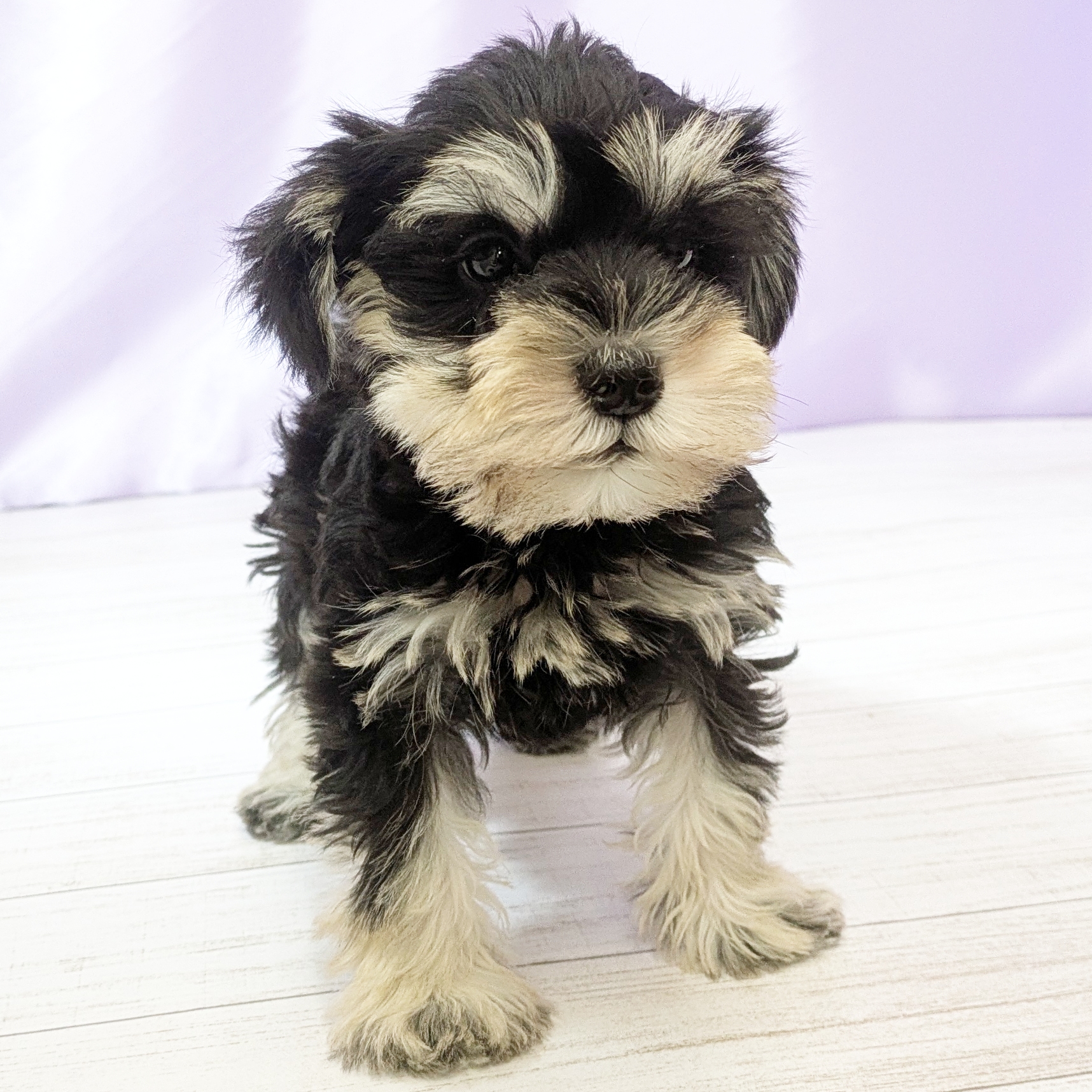 福岡県のミニチュアシュナウザー (犬の家＆猫の里くりえいと宗像店/2025年10月4日生まれ/男の子/ブラックシルバー)の子犬の4枚目の画像