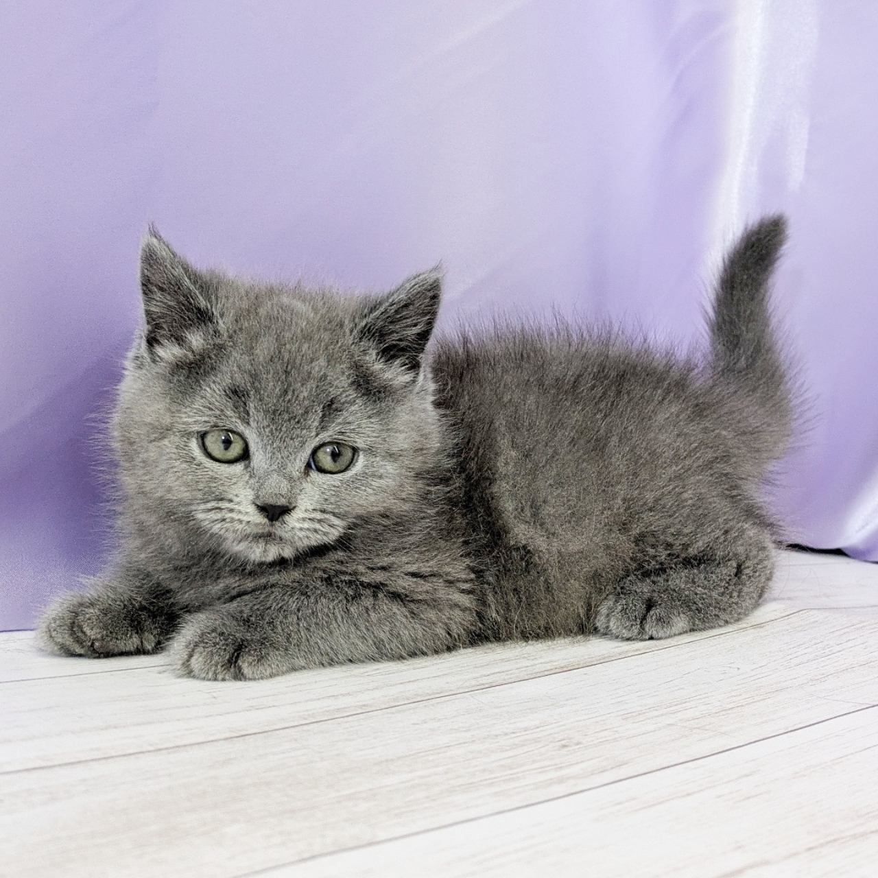 兵庫県のブリティッシュショートヘアー (犬の家＆猫の里尼崎店/2025年10月12日生まれ/男の子/ブルー)の子猫の4枚目の画像