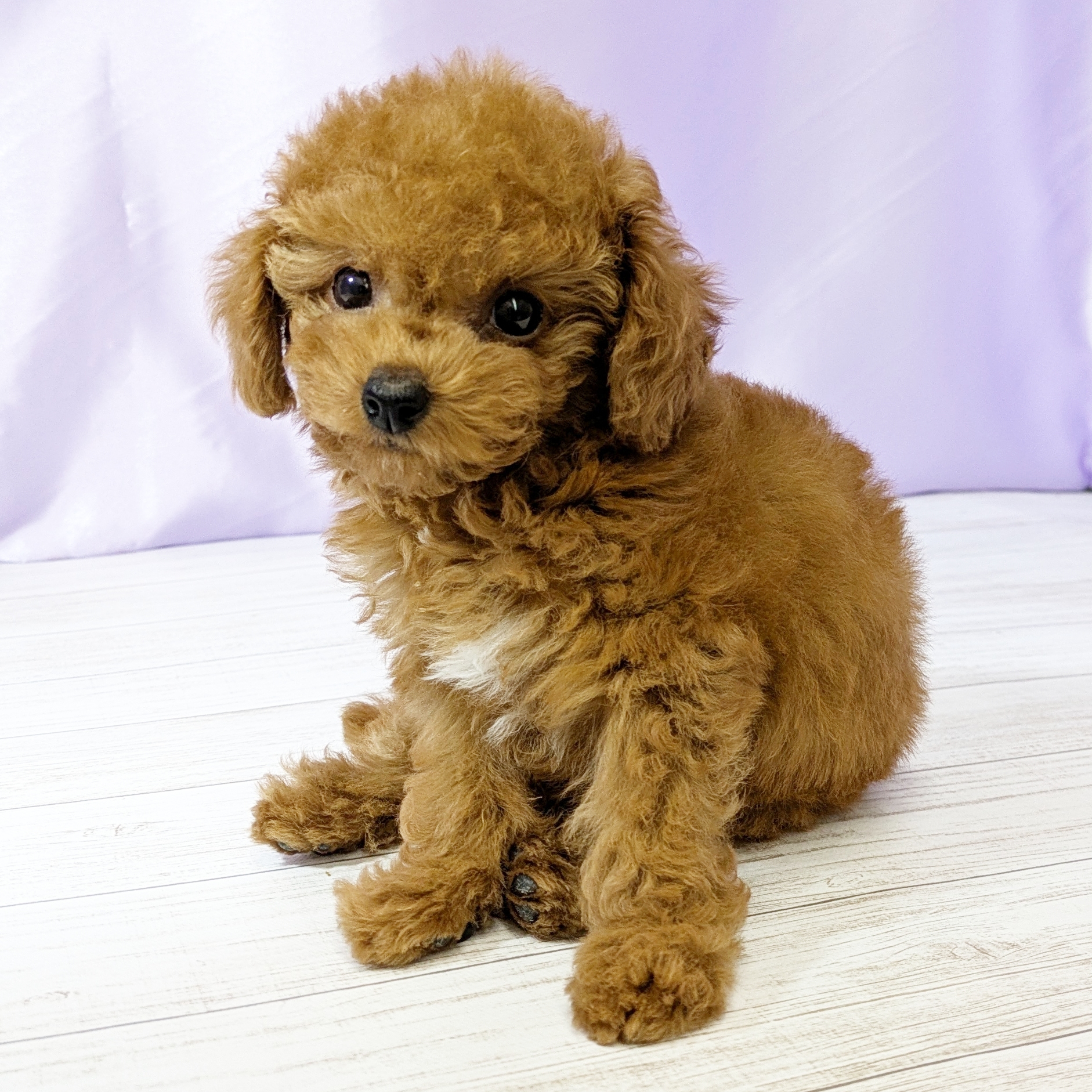 兵庫県のトイプードル(トイ) (犬の家＆猫の里尼崎店/2025年10月22日生まれ/女の子/レッドフォーン)の子犬の4枚目の画像