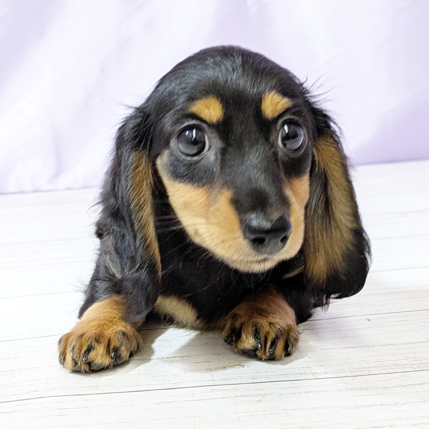 兵庫県のミニチュアダックスフンド(ロング) (犬の家＆猫の里尼崎店/2025年10月21日生まれ/女の子/ブラックタン)の子犬の4枚目の画像