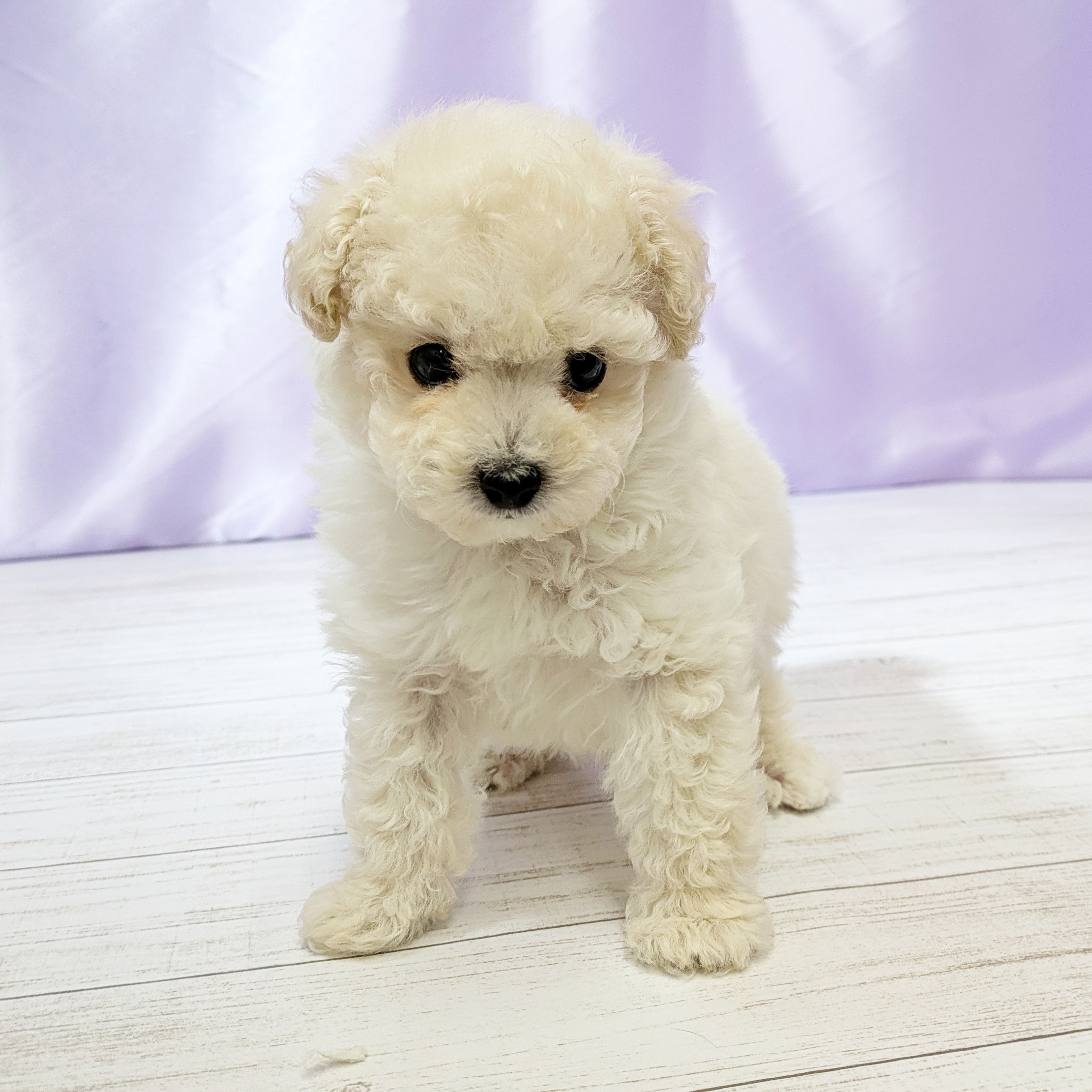 兵庫県のトイプードル(ティーカップ) (犬の家＆猫の里尼崎店/2025年10月30日生まれ/男の子/ペールフォーン)の子犬の4枚目の画像