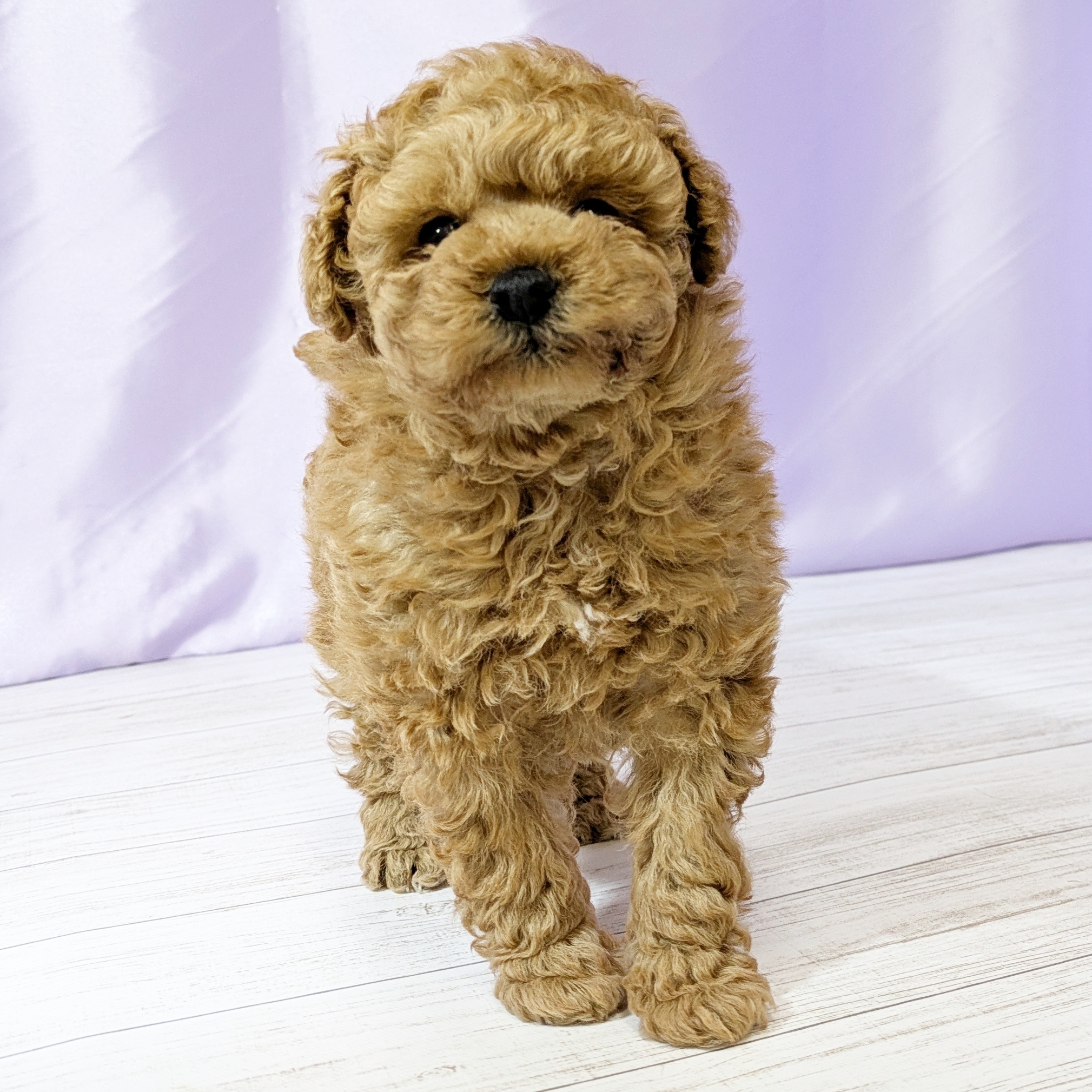 兵庫県のトイプードル(トイ) (犬の家＆猫の里尼崎店/2025年10月31日生まれ/女の子/オレンジフォーン)の子犬の4枚目の画像