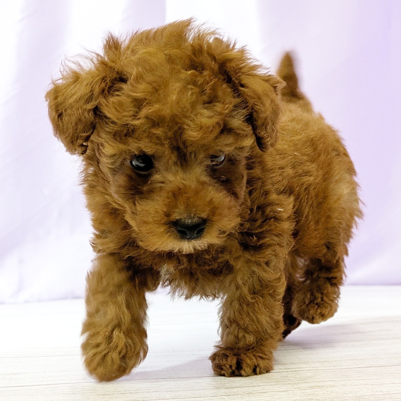 兵庫県のトイプードル(トイ) (犬の家＆猫の里尼崎店/2025年10月30日生まれ/男の子/レッドフォーン)の子犬の4枚目の画像