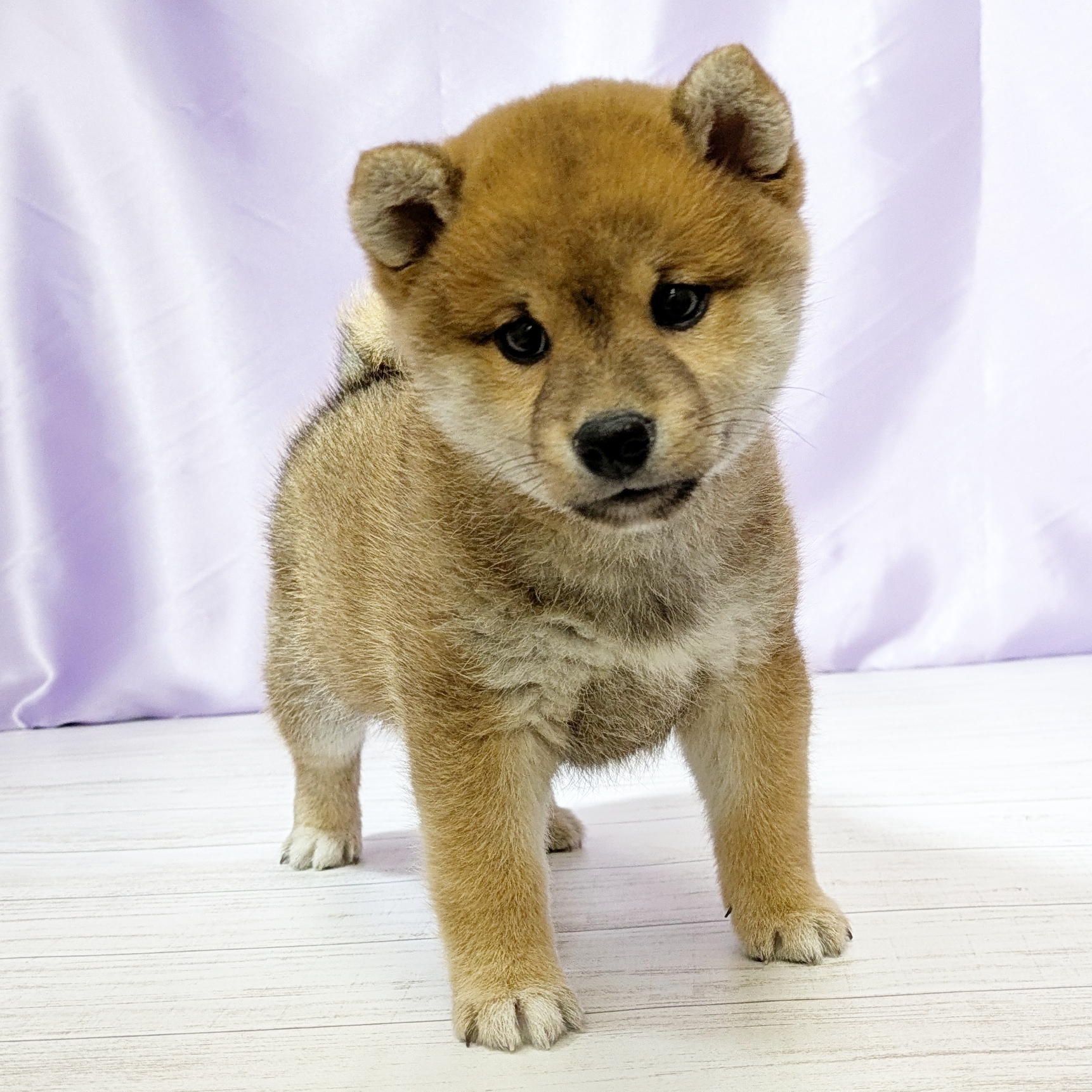 兵庫県の柴犬(標準サイズ) (犬の家＆猫の里尼崎店/2025年10月27日生まれ/男の子/赤)の子犬の4枚目の画像