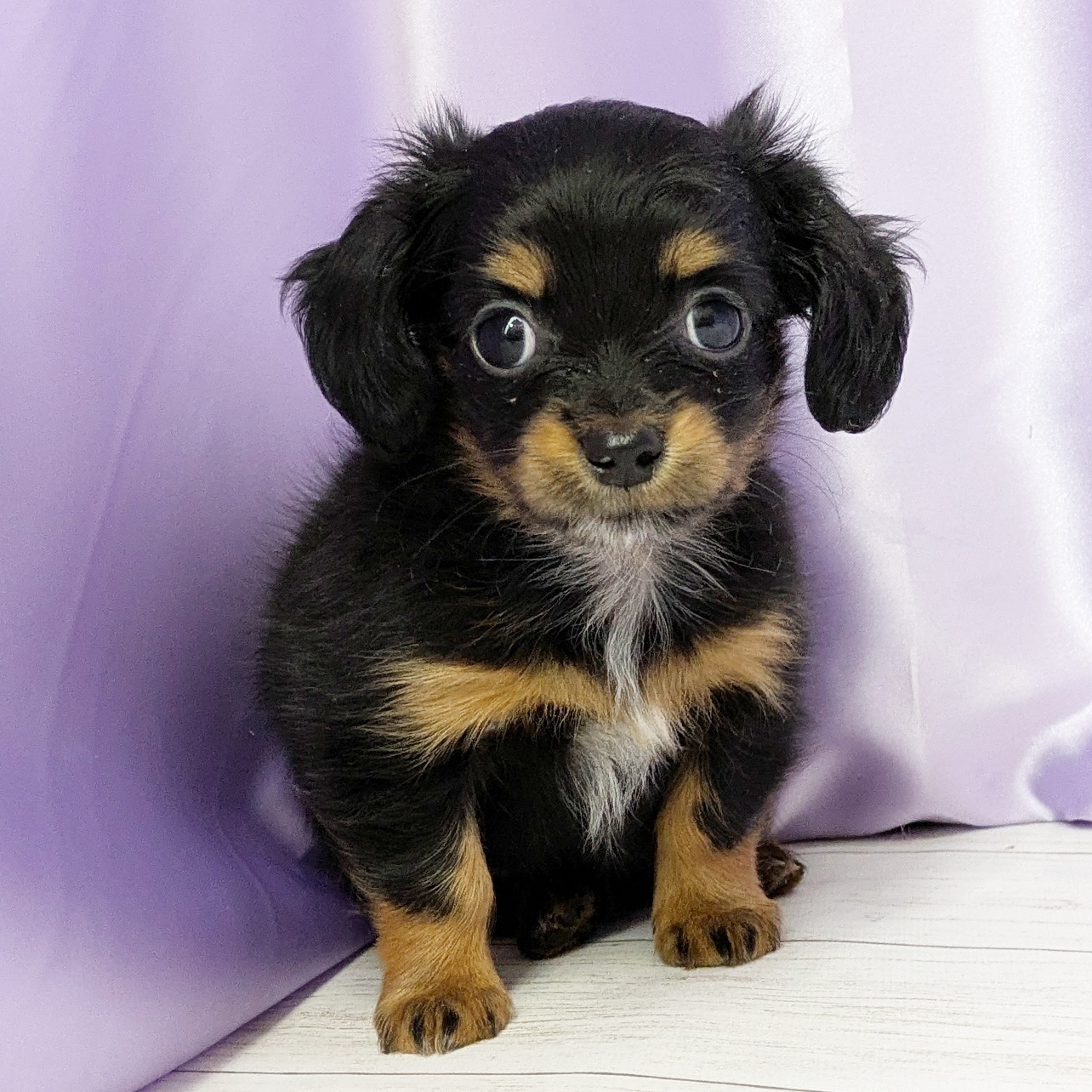 兵庫県のチワックス(チワワ×ダックス) (犬の家＆猫の里尼崎店/2025年11月2日生まれ/女の子/ブラックタンホワイト)の子犬の4枚目の画像