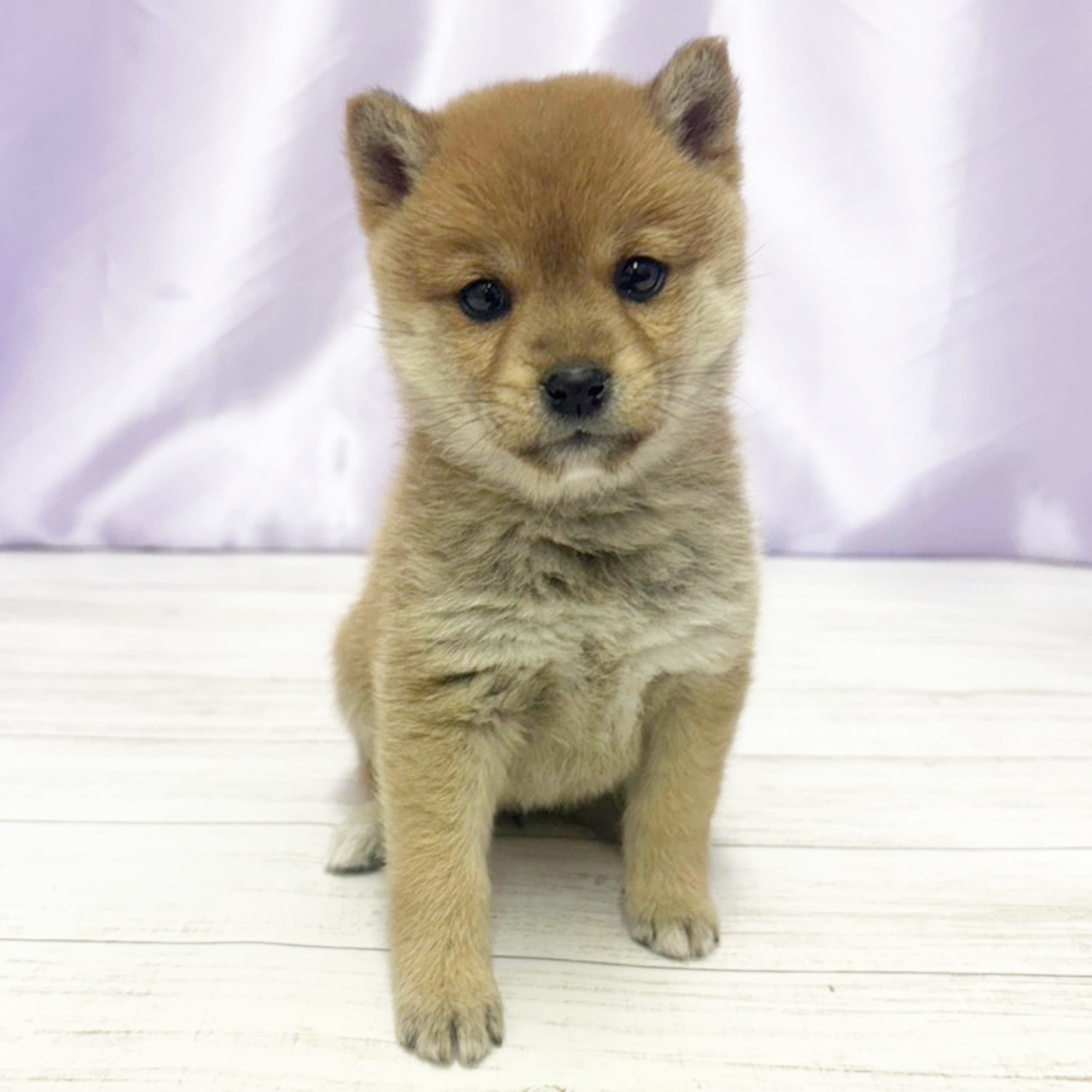 兵庫県の豆柴 (犬の家＆猫の里尼崎店/2025年11月12日生まれ/女の子/赤)の子犬の4枚目の画像