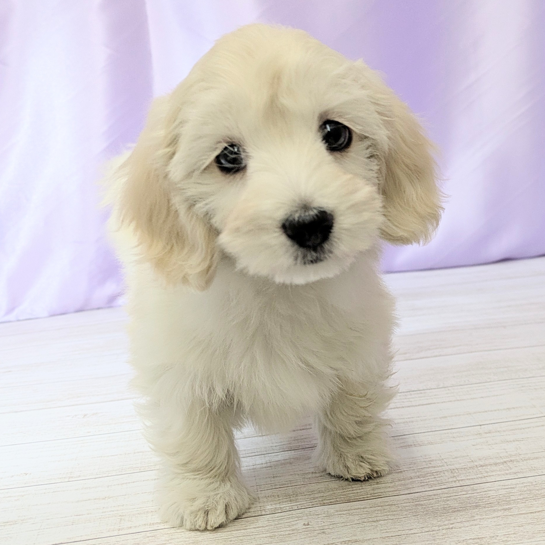 兵庫県のマルックス(マルチーズ×ダックス) (犬の家＆猫の里尼崎店/2025年11月25日生まれ/女の子/クリーム)の子犬の4枚目の画像