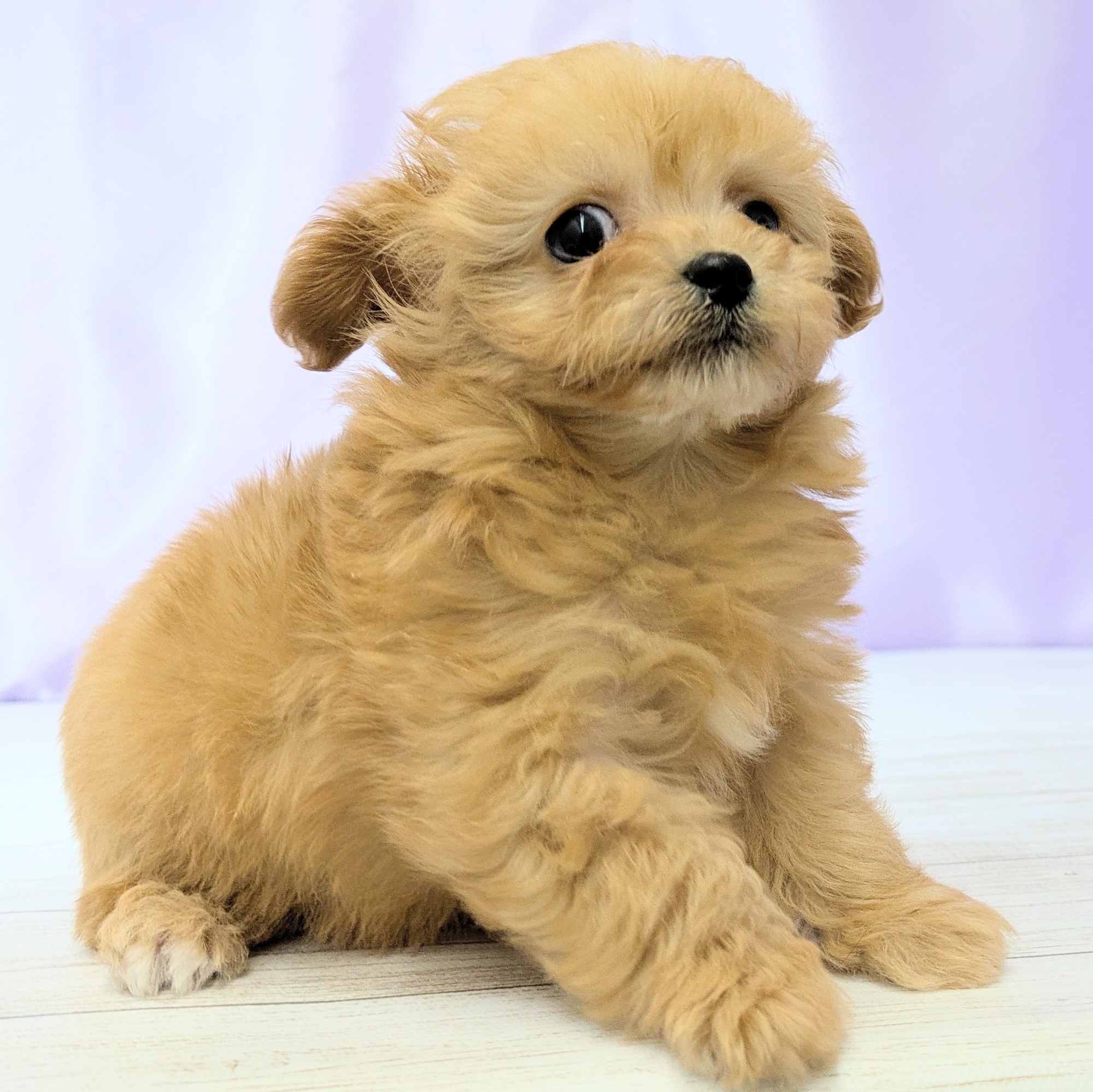 兵庫県のチワプー/プーチー(チワワ×プードル) (犬の家＆猫の里尼崎店/2025年11月22日生まれ/男の子/アプリコット)の子犬の4枚目の画像