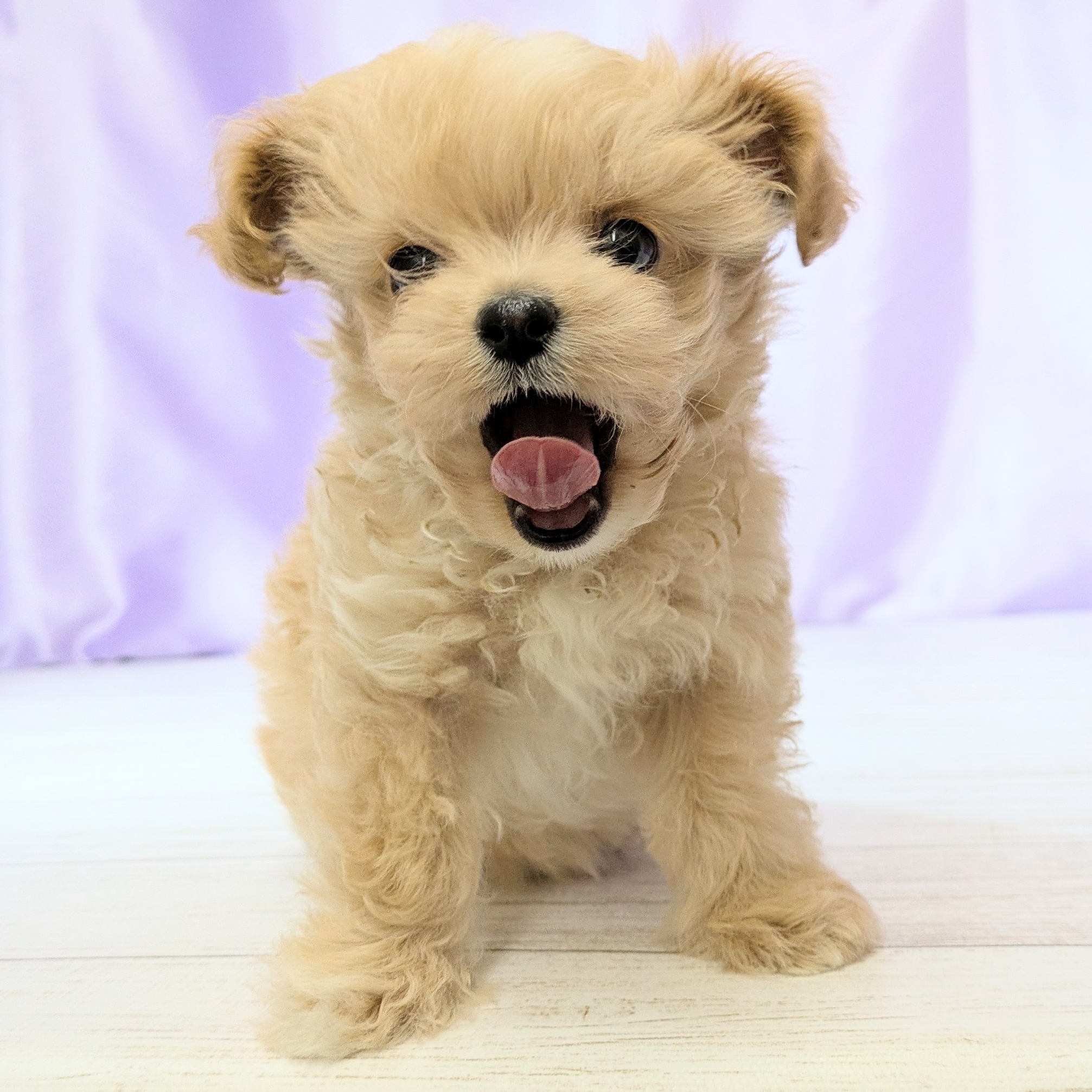 兵庫県のチワプー/プーチー(チワワ×プードル) (犬の家＆猫の里尼崎店/2025年12月2日生まれ/男の子/クリームホワイト)の子犬の4枚目の画像