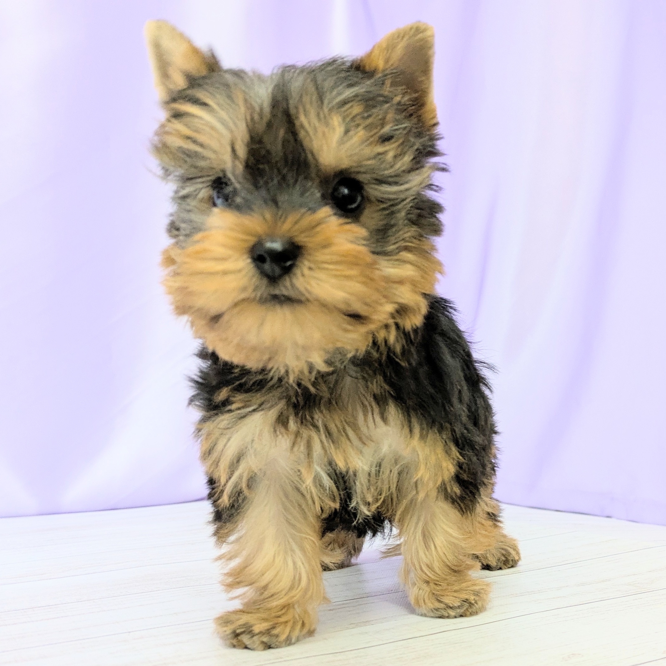 兵庫県のヨークシャーテリア (犬の家＆猫の里尼崎店/2025年12月1日生まれ/男の子/スチールブルータン)の子犬の4枚目の画像