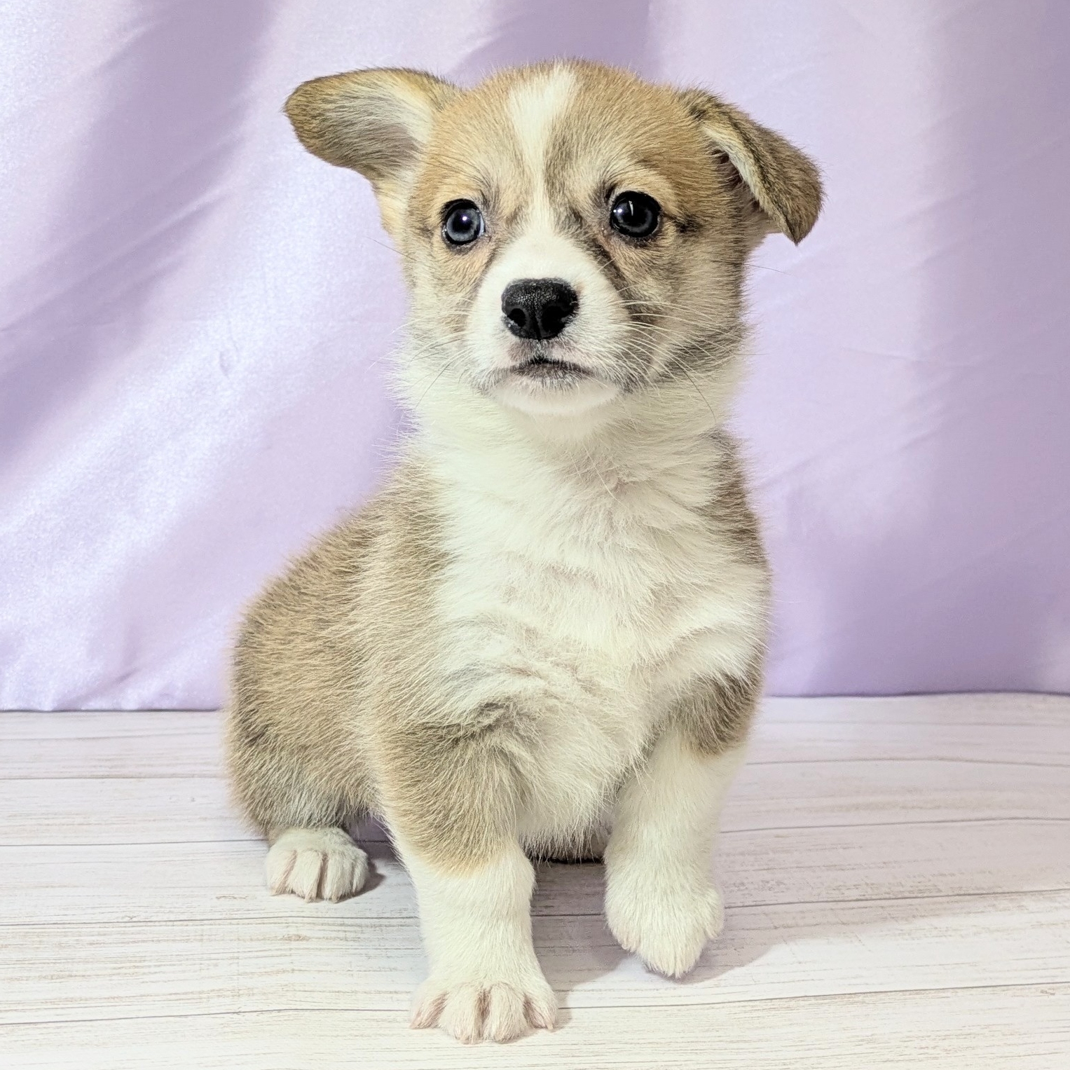 兵庫県のウェルシュコーギーペンブローク (犬の家＆猫の里尼崎店/2025年12月6日生まれ/女の子/セーブルホワイト)の子犬の4枚目の画像