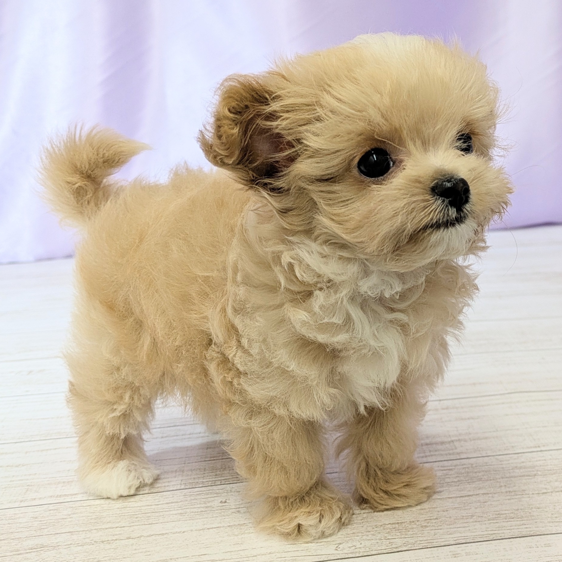 兵庫県のチワプー/プーチー(チワワ×プードル) (犬の家＆猫の里尼崎店/2025年12月2日生まれ/男の子/クリームホワイト)の子犬の4枚目の画像