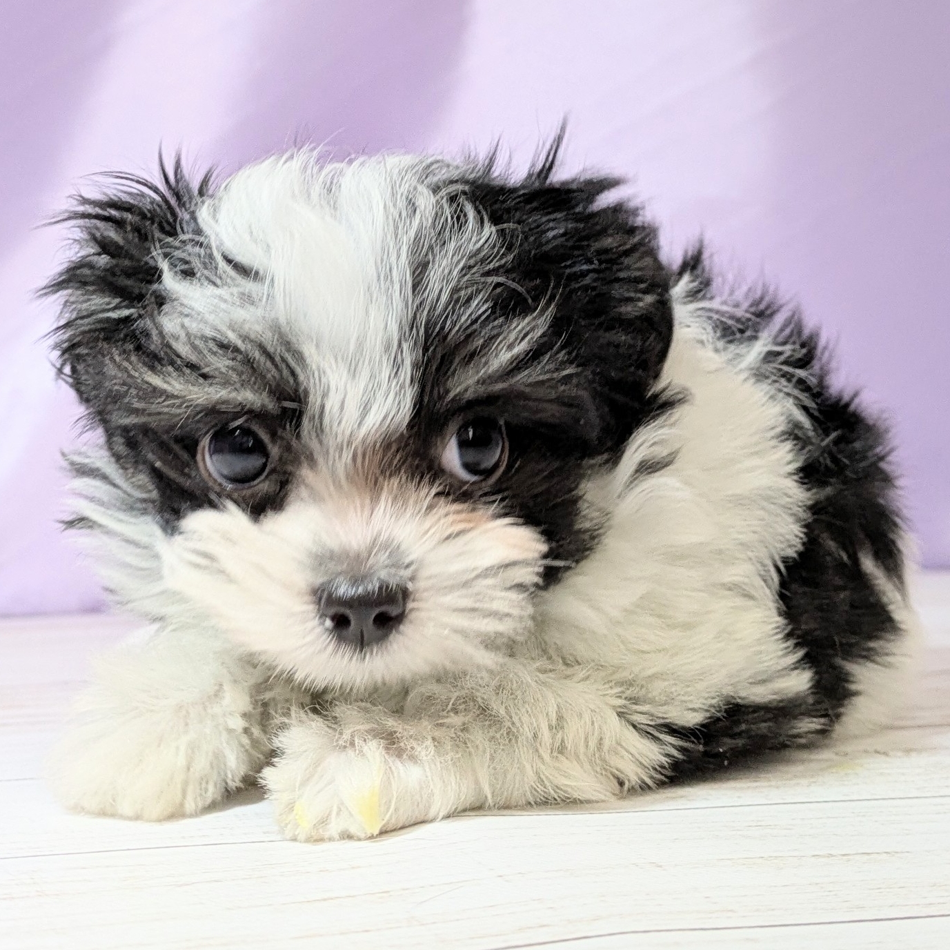 兵庫県のチワマル/マルチワ(チワワ×マルチーズ) (犬の家＆猫の里尼崎店/2025年12月11日生まれ/女の子/ブラックホワイト)の子犬の4枚目の画像