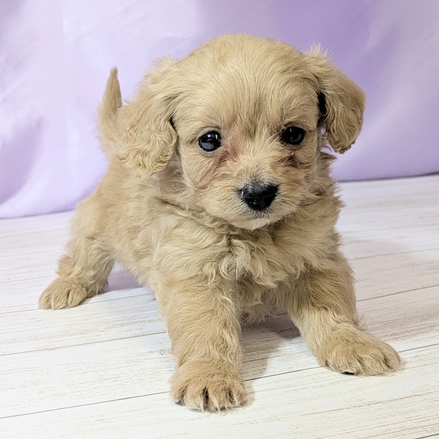 兵庫県のダップー(ダックス×プードル) (犬の家＆猫の里尼崎店/2025年12月19日生まれ/男の子/クリーム)の子犬の4枚目の画像