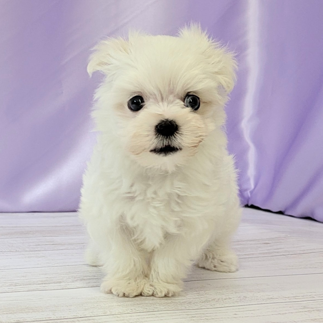 兵庫県のマルチーズ (犬の家＆猫の里尼崎店/2025年12月16日生まれ/女の子/ホワイト)の子犬の4枚目の画像