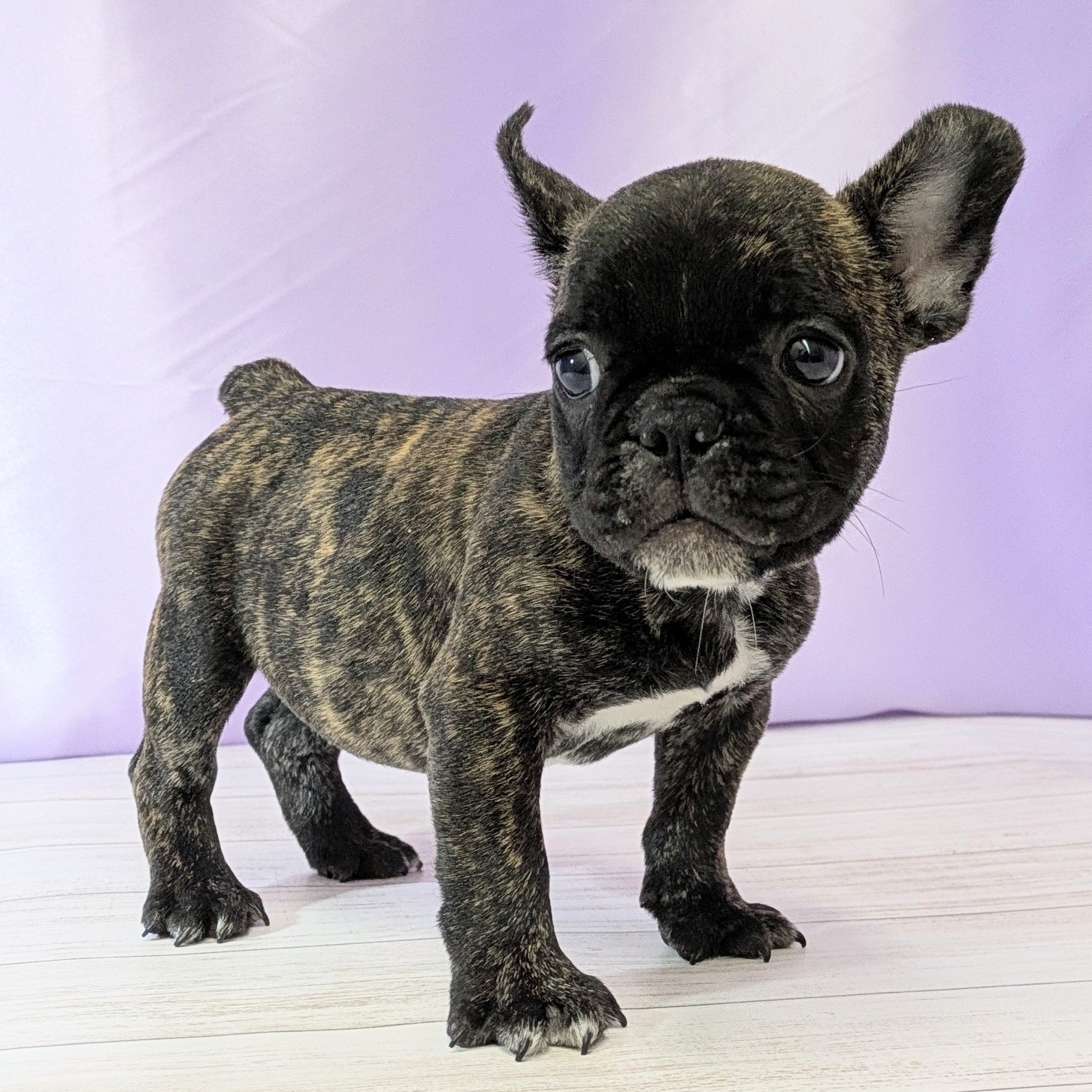 兵庫県のフレンチブルドッグ (犬の家＆猫の里尼崎店/2025年12月17日生まれ/男の子/ブリンドル)の子犬の4枚目の画像