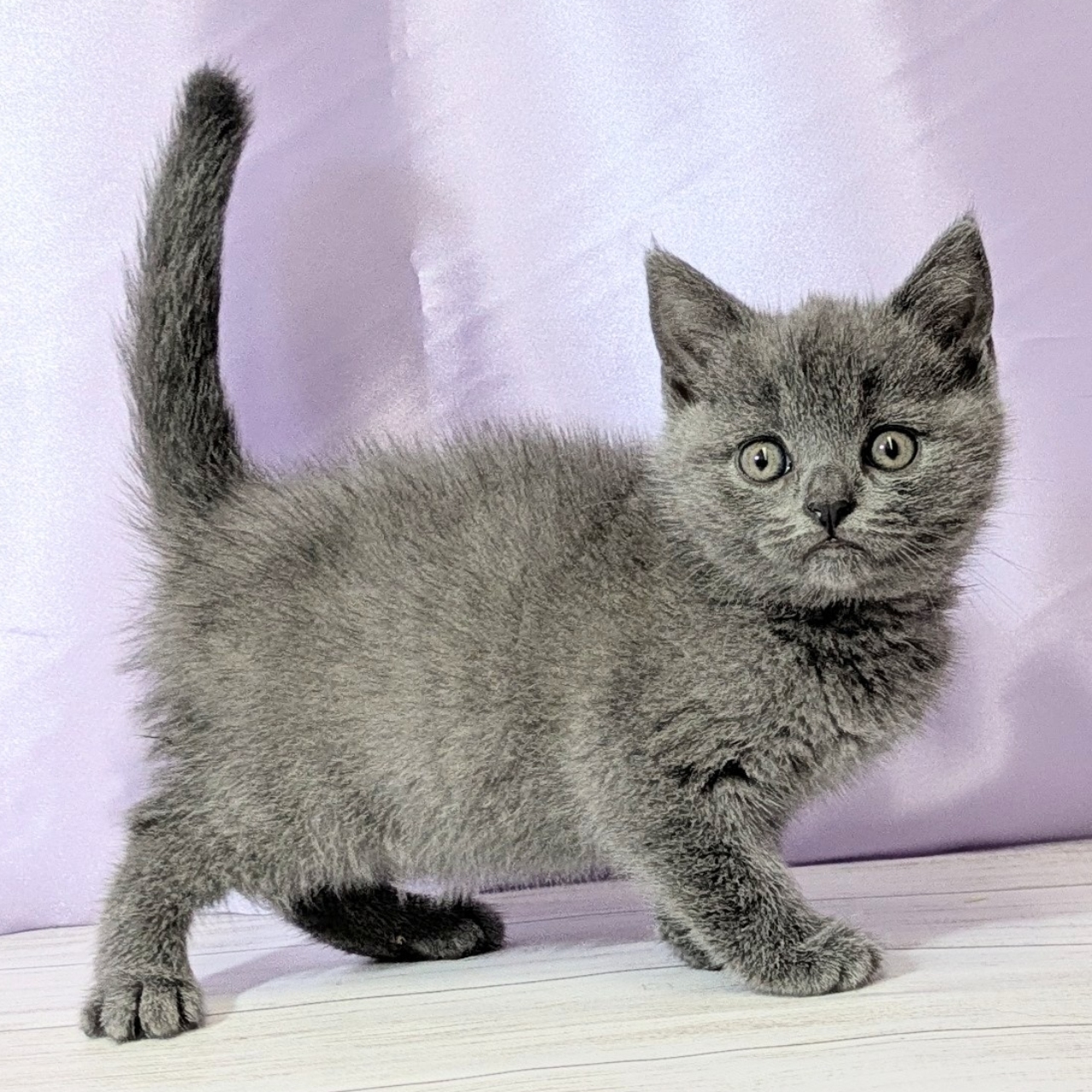 兵庫県のブリティッシュショートヘアー (犬の家＆猫の里尼崎店/2025年12月25日生まれ/女の子/ブルー)の子猫の4枚目の画像