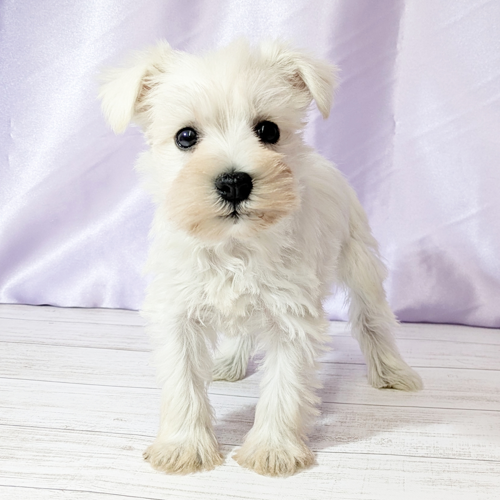 兵庫県のミニチュアシュナウザー (犬の家＆猫の里尼崎店/2026年1月3日生まれ/女の子/ホワイト)の子犬の4枚目の画像