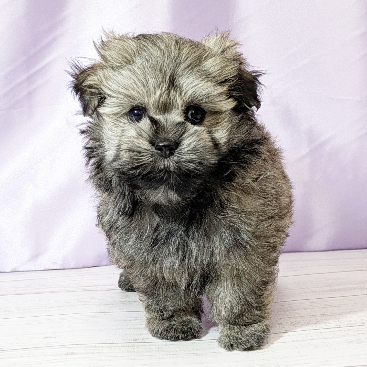 兵庫県のポメマル/マルポメ(ポメラニアン×マルチーズ) (犬の家＆猫の里尼崎店/2026年1月3日生まれ/男の子/フォーン)の子犬の4枚目の画像