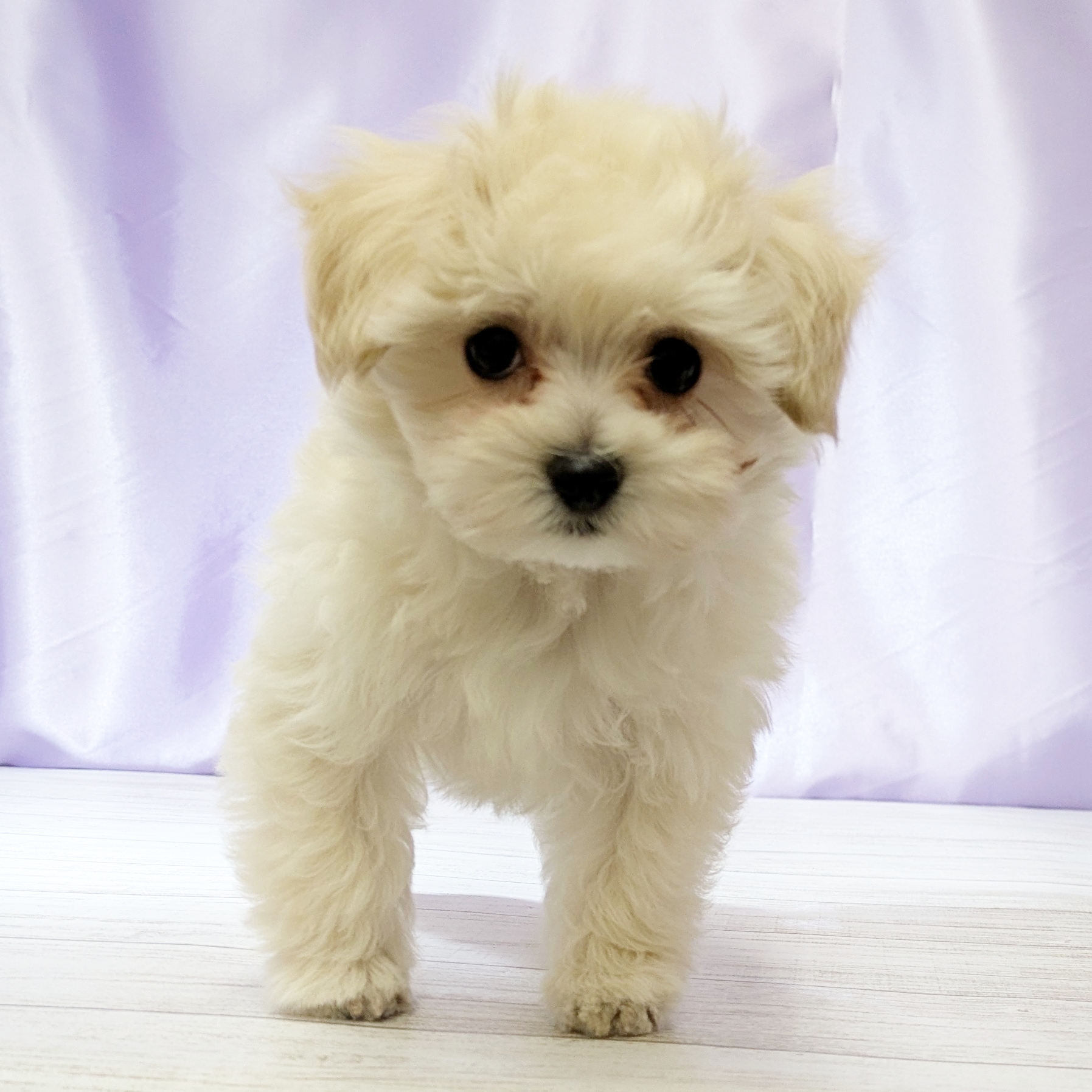 兵庫県のマルプー(マルチーズ×プードル) (犬の家＆猫の里尼崎店/2025年12月27日生まれ/男の子/クリーム)の子犬の4枚目の画像