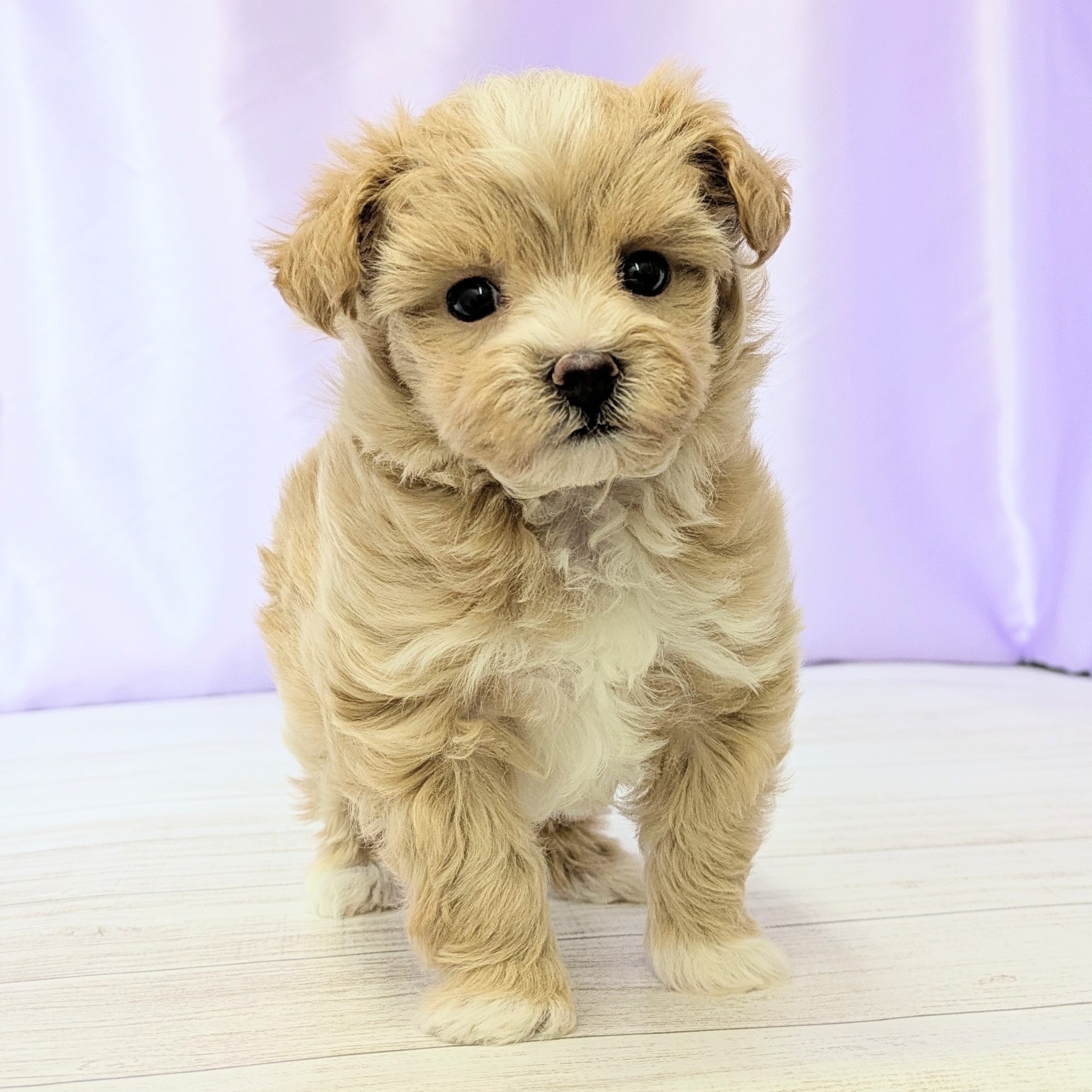 兵庫県のマルプー(マルチーズ×プードル) (犬の家＆猫の里尼崎店/2026年1月7日生まれ/女の子/クリームホワイト)の子犬の4枚目の画像