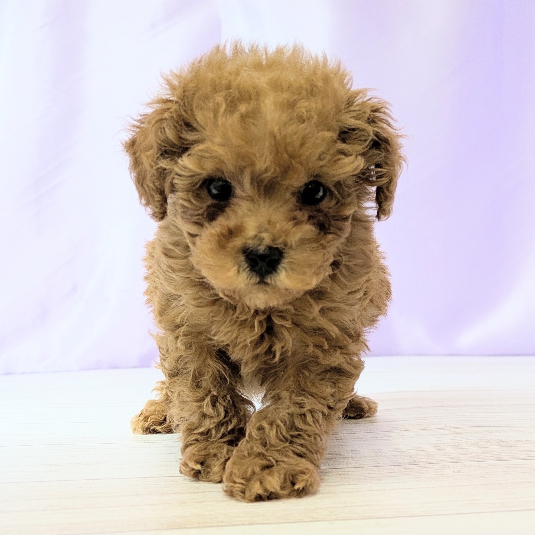 兵庫県のトイプードル(タイニー) (犬の家＆猫の里尼崎店/2026年1月9日生まれ/男の子/レッドフォーン)の子犬の4枚目の画像