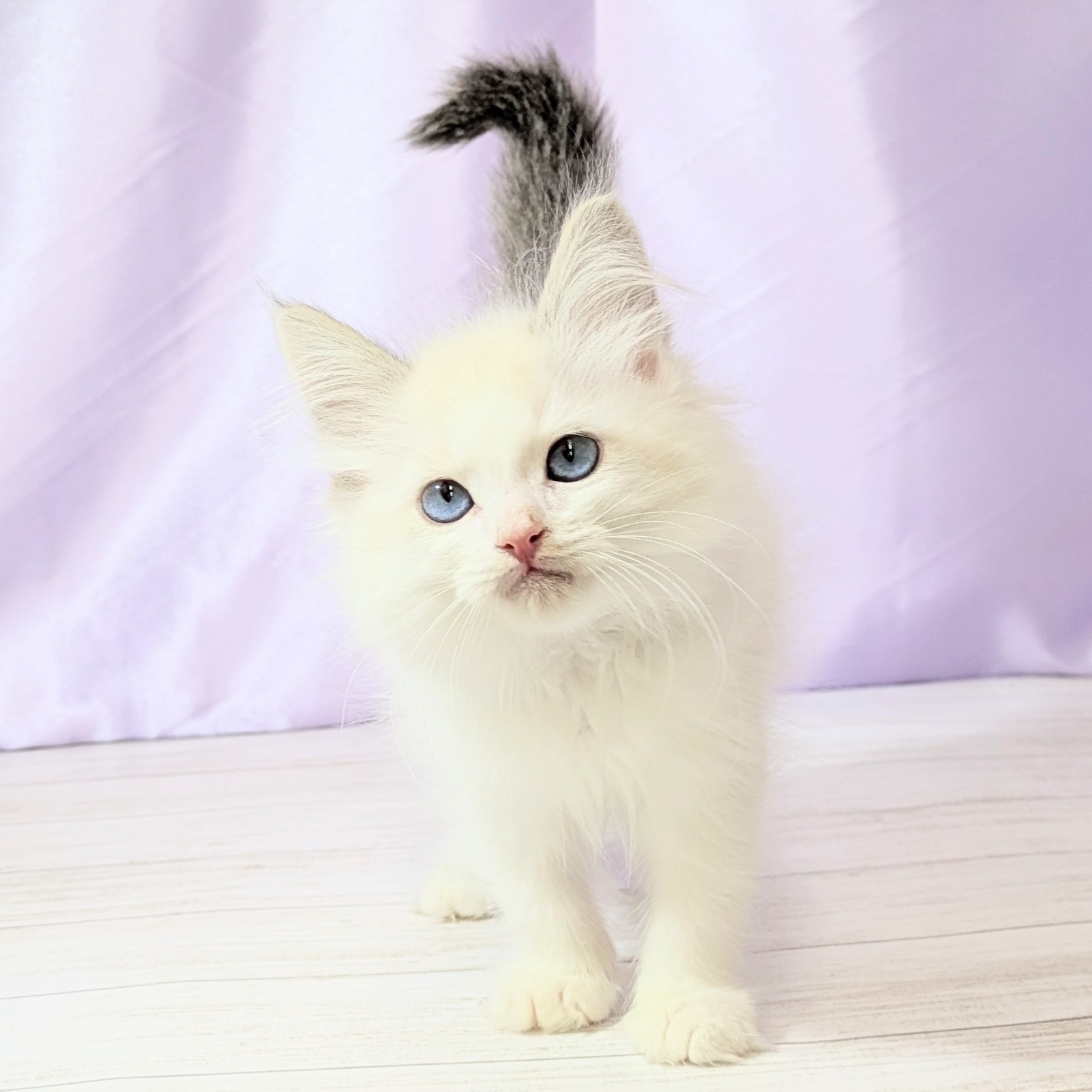 兵庫県のラグドール (犬の家＆猫の里尼崎店/2026年1月15日生まれ/男の子/シールポイントバイカラー)の子猫の4枚目の画像