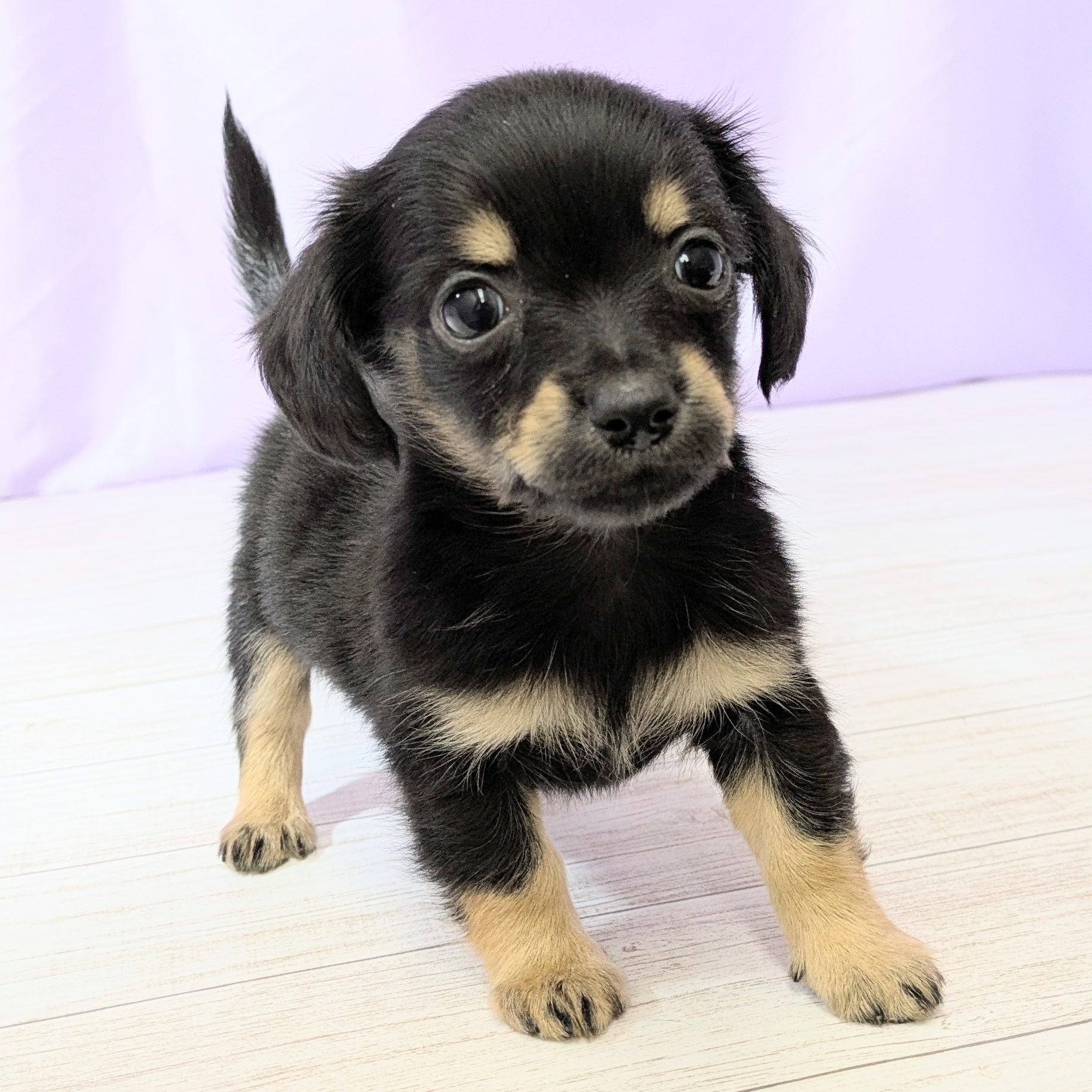 兵庫県のチワックス(チワワ×ダックス) (犬の家＆猫の里尼崎店/2026年1月16日生まれ/男の子/ブラックタン)の子犬の4枚目の画像