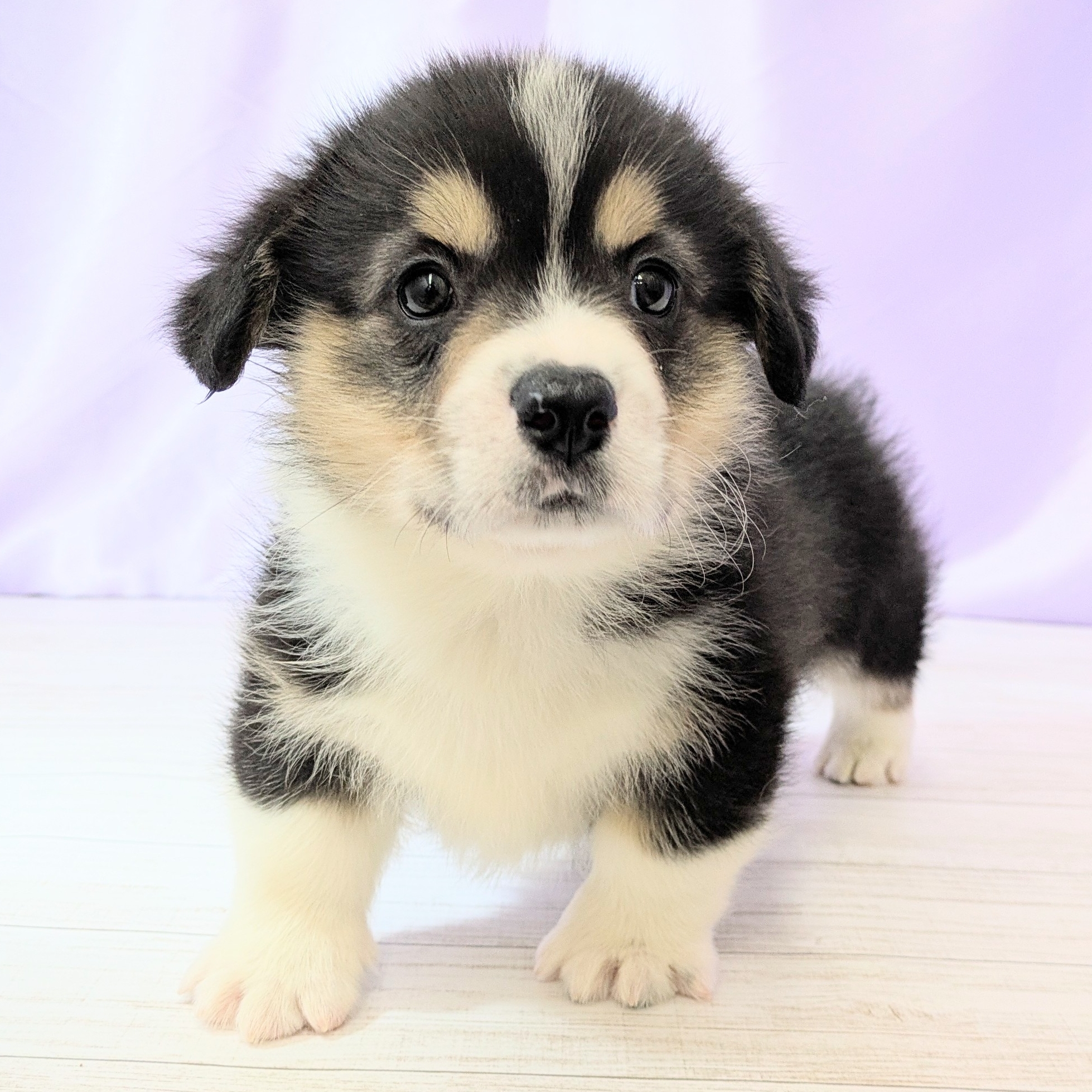 兵庫県のウェルシュコーギーペンブローク (犬の家＆猫の里尼崎店/2026年1月20日生まれ/男の子/ブラックタンホワイト)の子犬の4枚目の画像