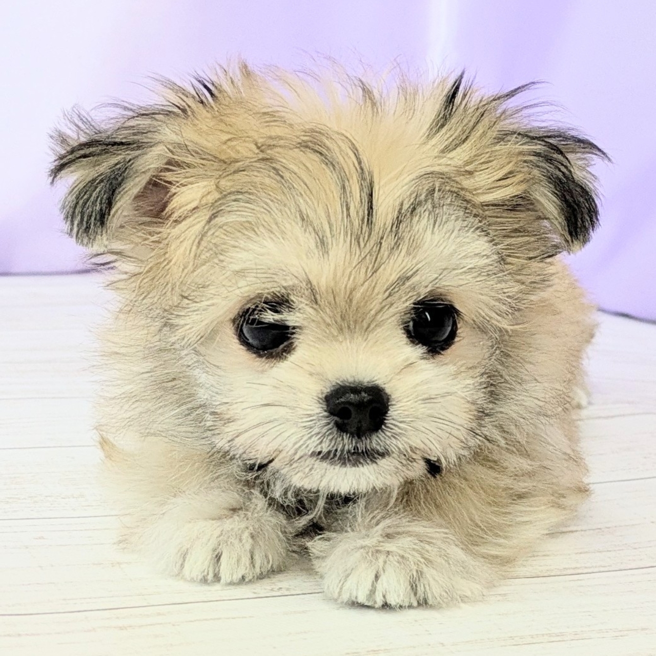 兵庫県のチワマル/マルチワ(チワワ×マルチーズ) (犬の家＆猫の里尼崎店/2026年1月12日生まれ/女の子/フォーン)の子犬の4枚目の画像