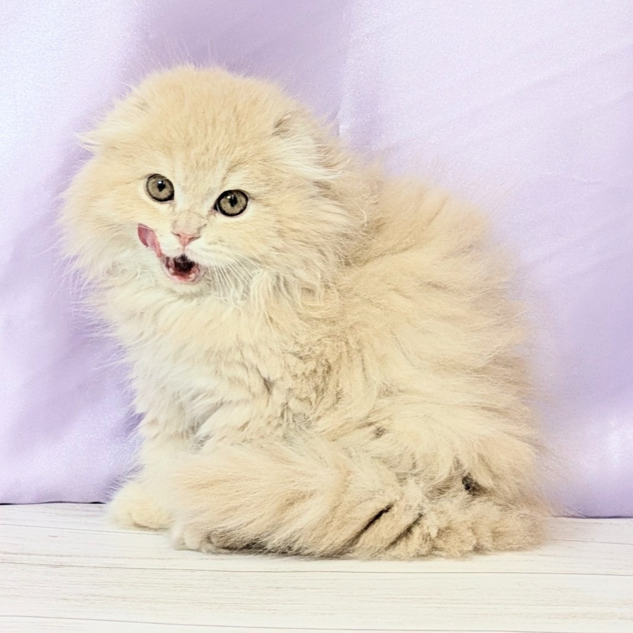 兵庫県のスコティッシュフォールド (犬の家＆猫の里尼崎店/2026年1月20日生まれ/男の子/クリームタビーホワイト)の子猫の4枚目の画像