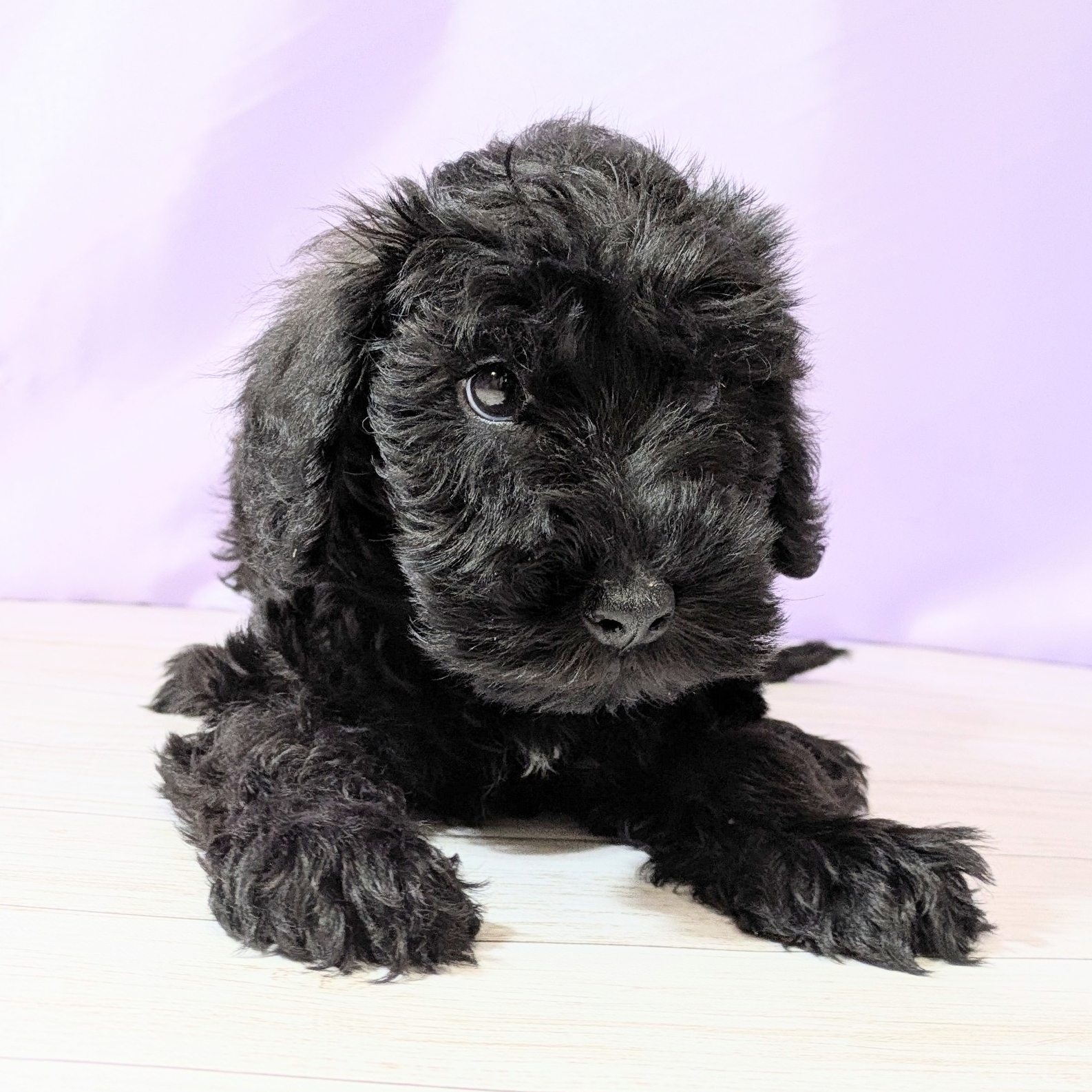 兵庫県のシュナプー(シュナウザー×プードル) (犬の家＆猫の里尼崎店/2026年1月22日生まれ/男の子/ブラック)の子犬の4枚目の画像