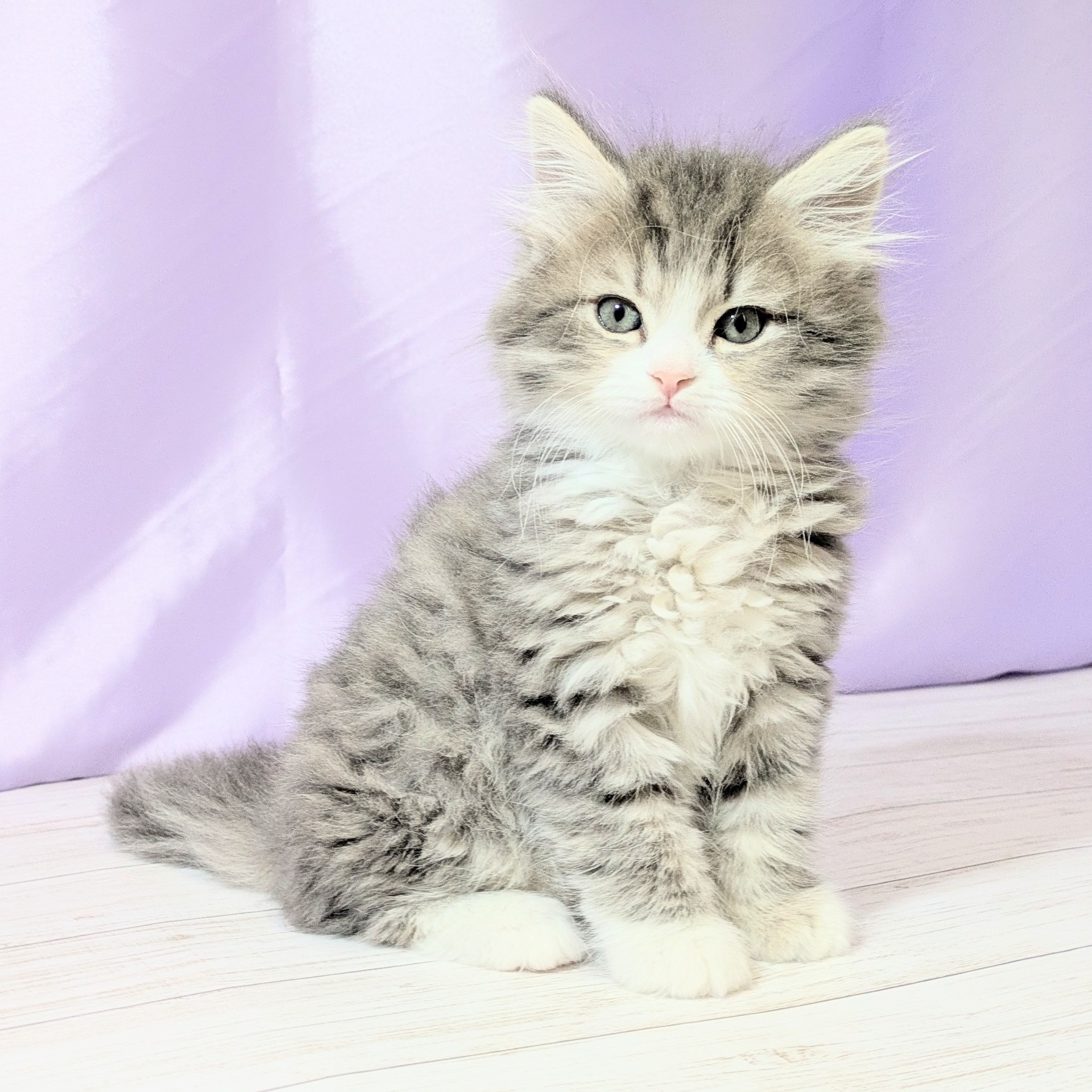 兵庫県のミヌエット (犬の家＆猫の里尼崎店/2026年1月23日生まれ/女の子/ブルーパッチドタビーホワイト)の子猫の4枚目の画像