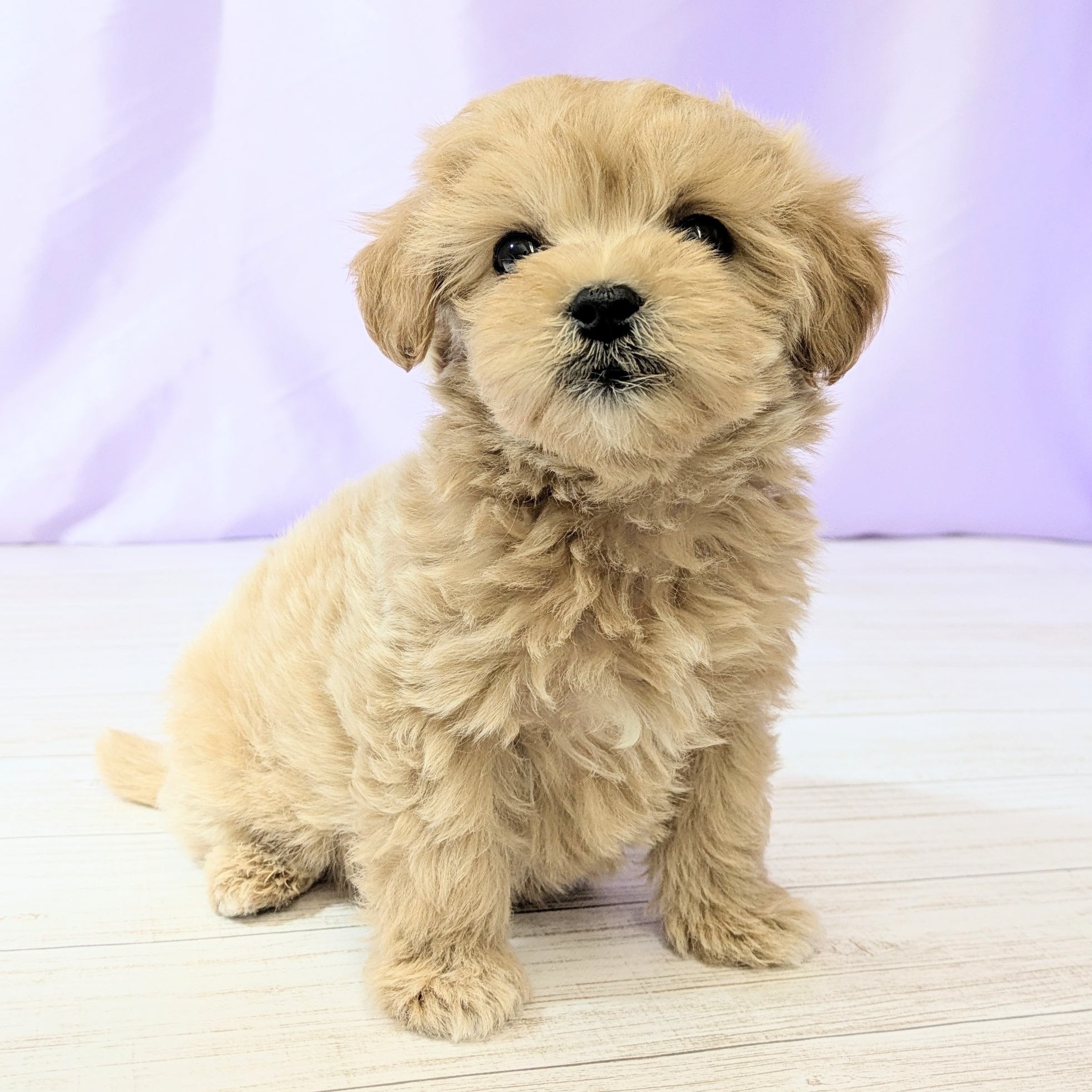 兵庫県のマルプー(マルチーズ×プードル) (犬の家＆猫の里尼崎店/2026年1月23日生まれ/男の子/クリーム)の子犬の4枚目の画像