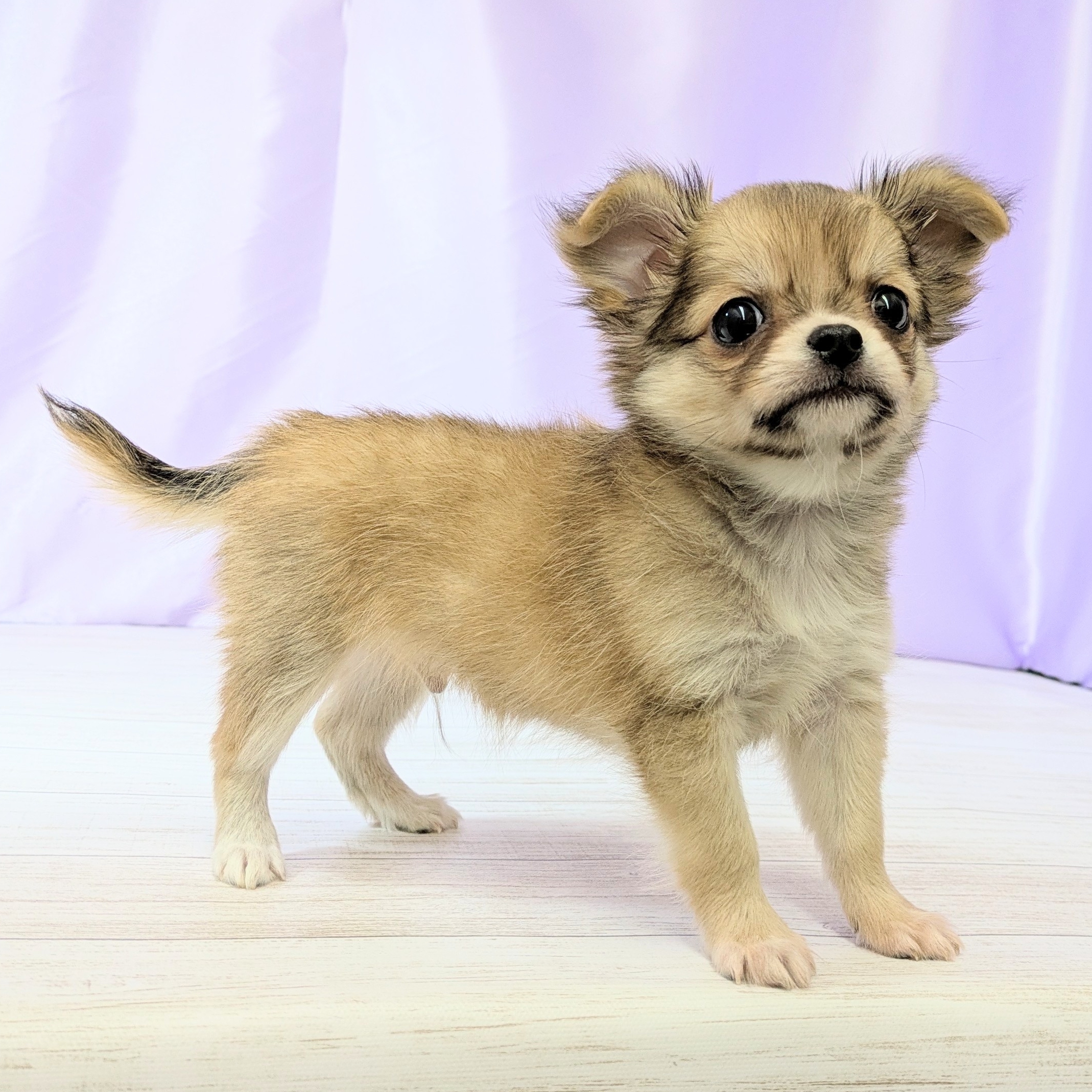 兵庫県のチワワ(ロング) (犬の家＆猫の里尼崎店/2026年1月24日生まれ/男の子/フォーン)の子犬の4枚目の画像