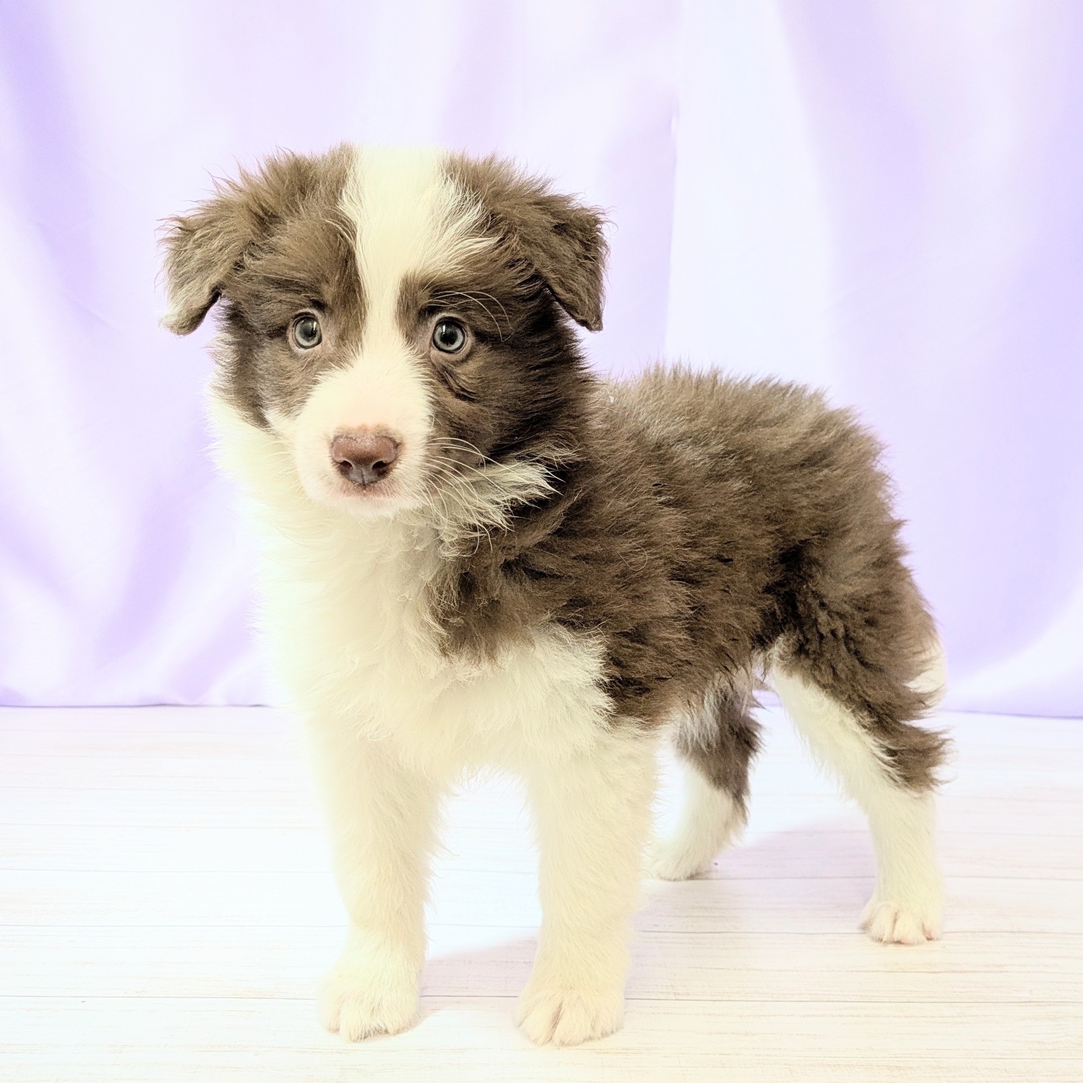 兵庫県のボーダーコリー (犬の家＆猫の里尼崎店/2026年1月27日生まれ/女の子/チョコレートホワイト)の子犬の4枚目の画像