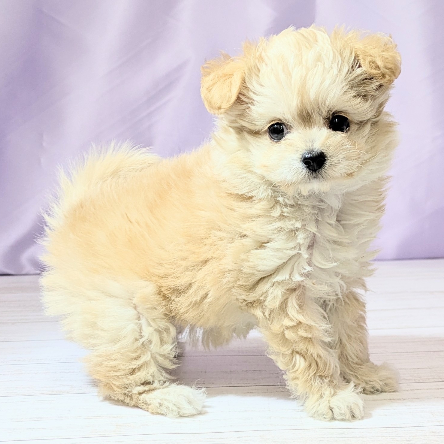 兵庫県のチワプー/プーチー(チワワ×プードル) (犬の家＆猫の里尼崎店/2026年1月25日生まれ/女の子/アプリコット)の子犬の4枚目の画像