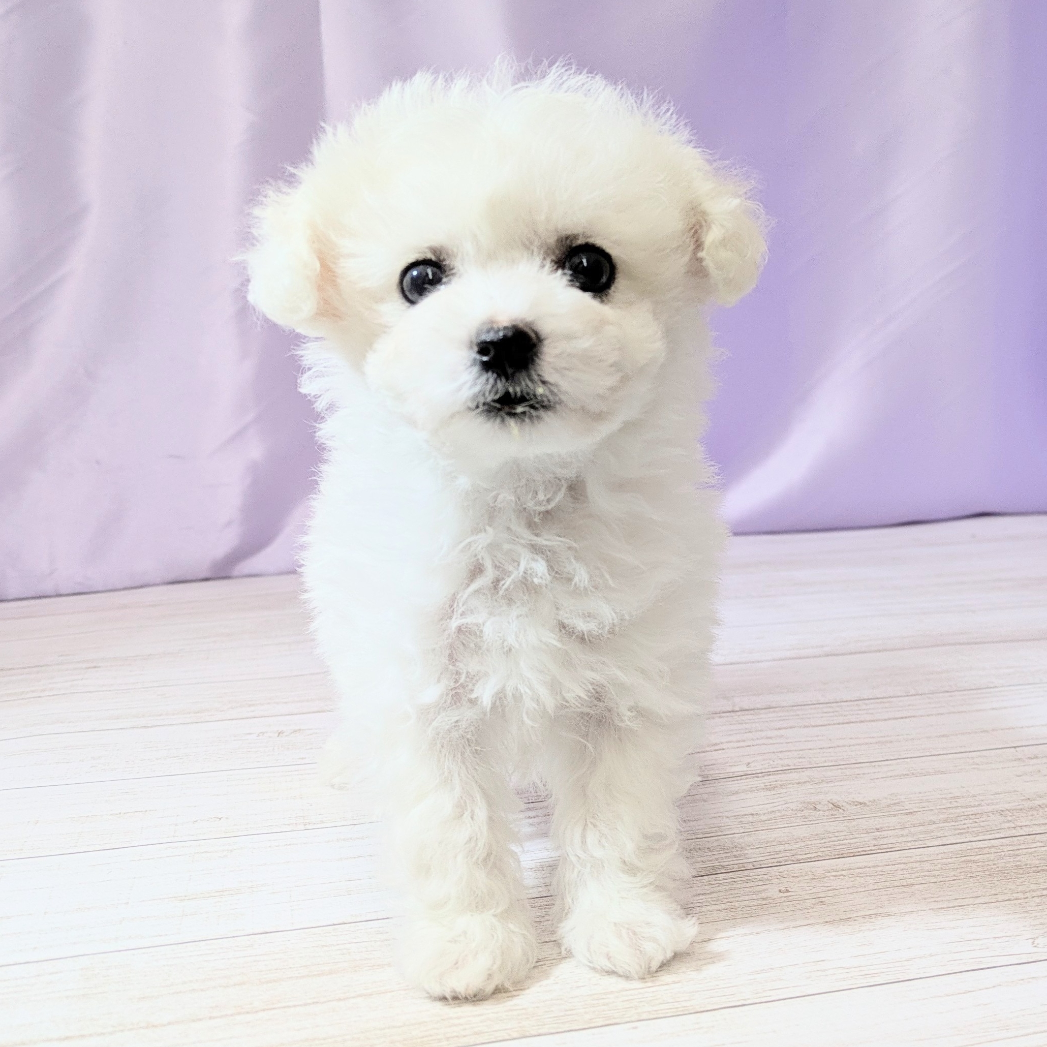 兵庫県のビションフリーゼ (犬の家＆猫の里尼崎店/2026年2月3日生まれ/女の子/ホワイト)の子犬の4枚目の画像