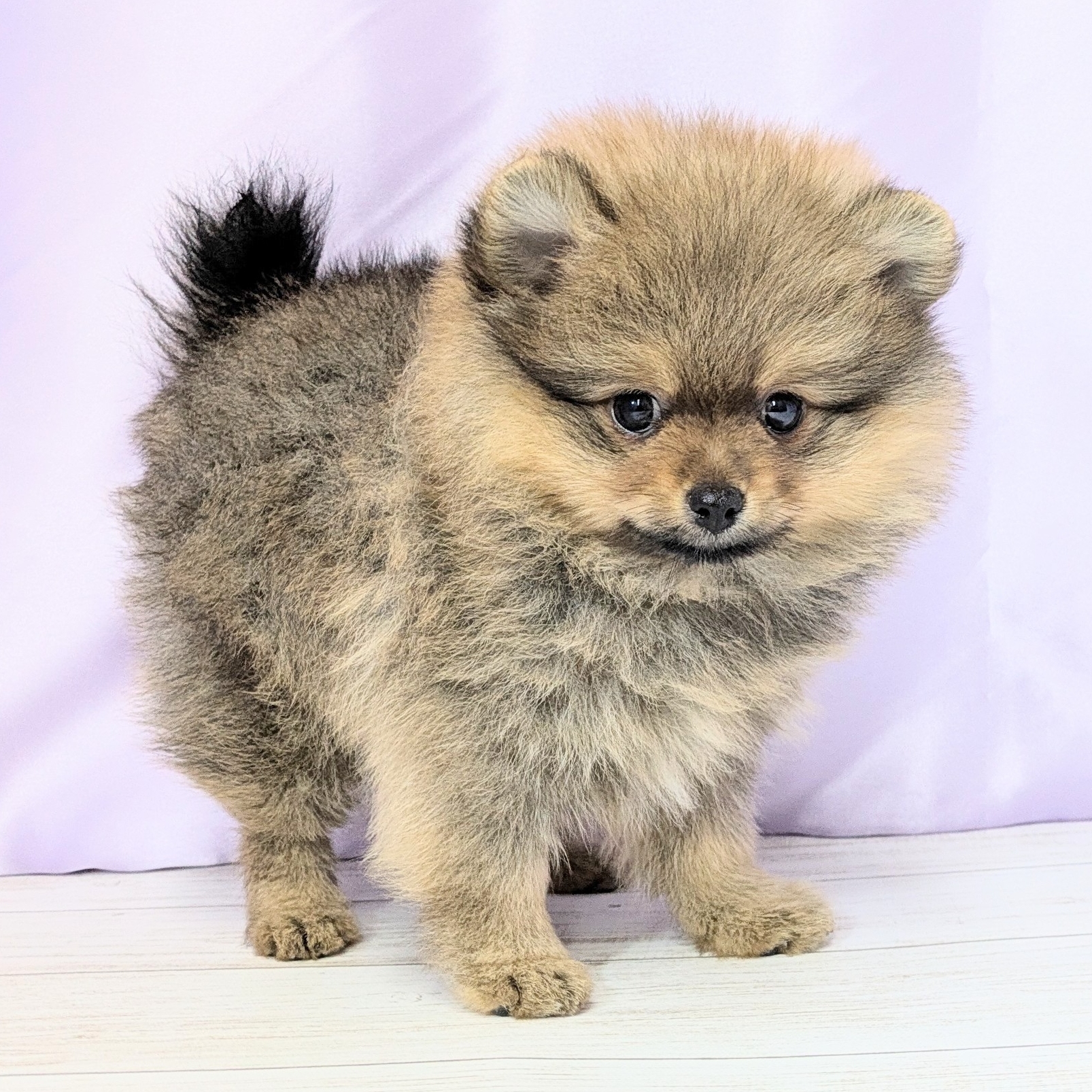 兵庫県のポメラニアン (犬の家＆猫の里尼崎店/2026年2月5日生まれ/女の子/オレンジ)の子犬の4枚目の画像