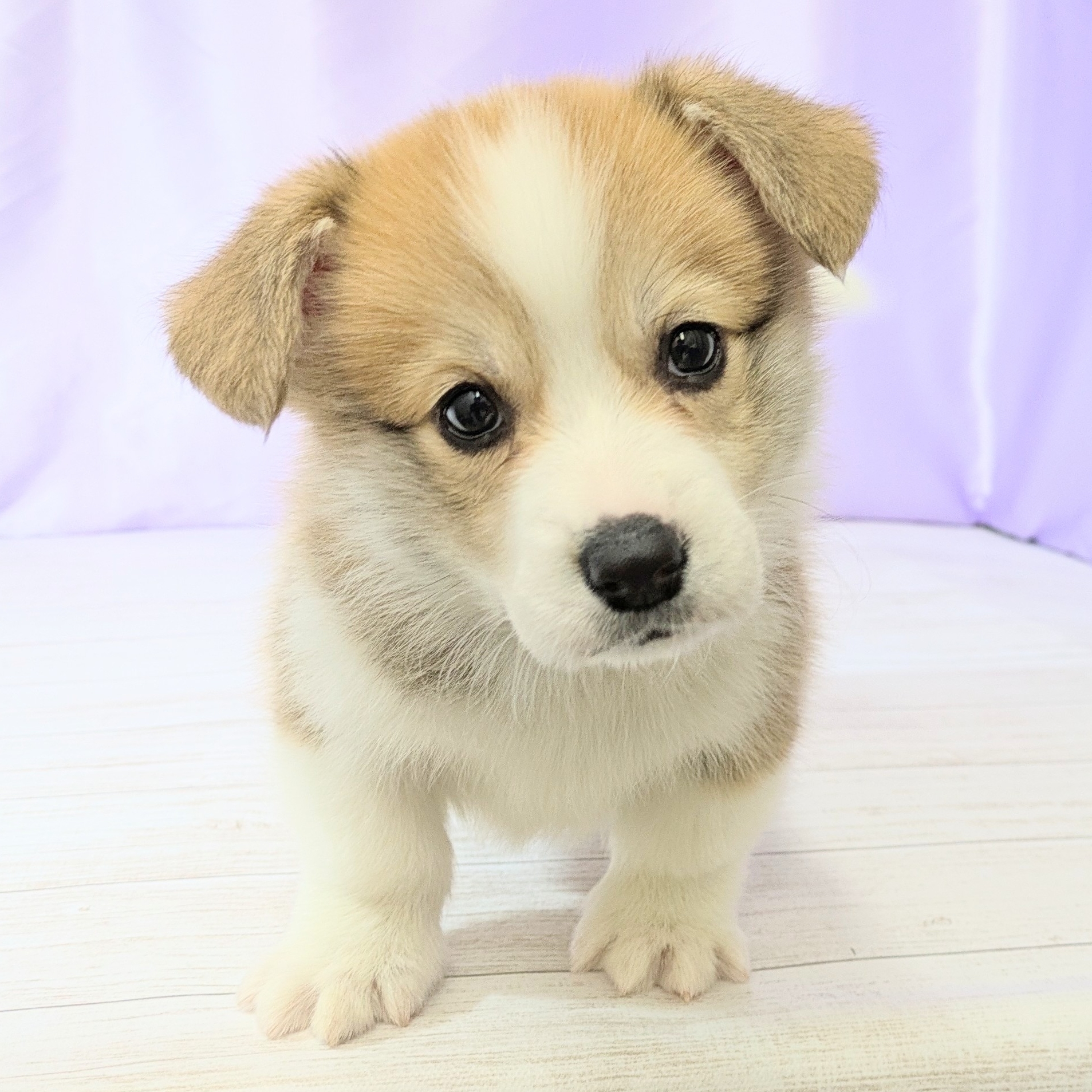 兵庫県のウェルシュコーギーペンブローク (犬の家＆猫の里尼崎店/2026年2月5日生まれ/男の子/セーブルホワイト)の子犬の4枚目の画像