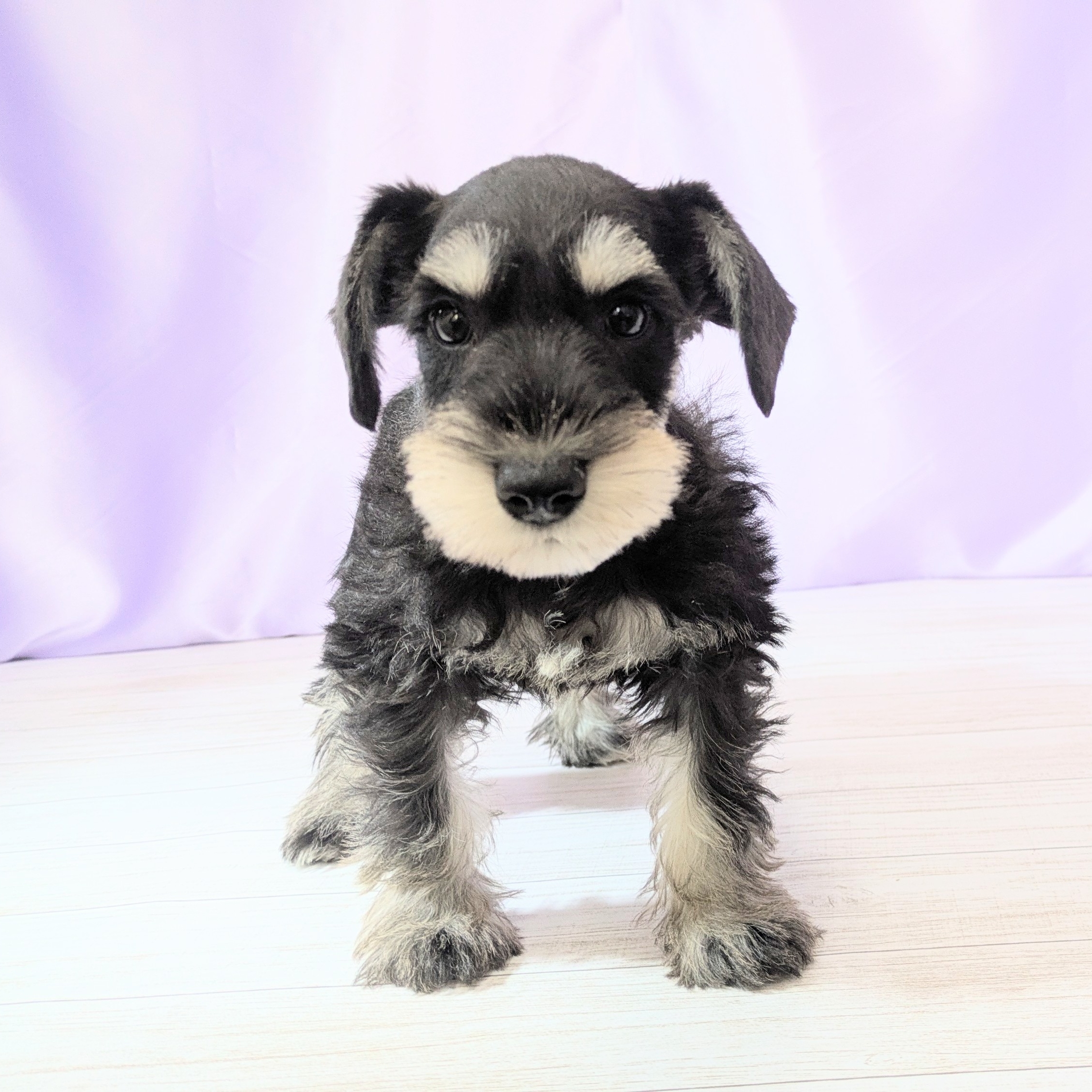 兵庫県のミニチュアシュナウザー (犬の家＆猫の里尼崎店/2026年2月6日生まれ/女の子/ブラックシルバー)の子犬の4枚目の画像