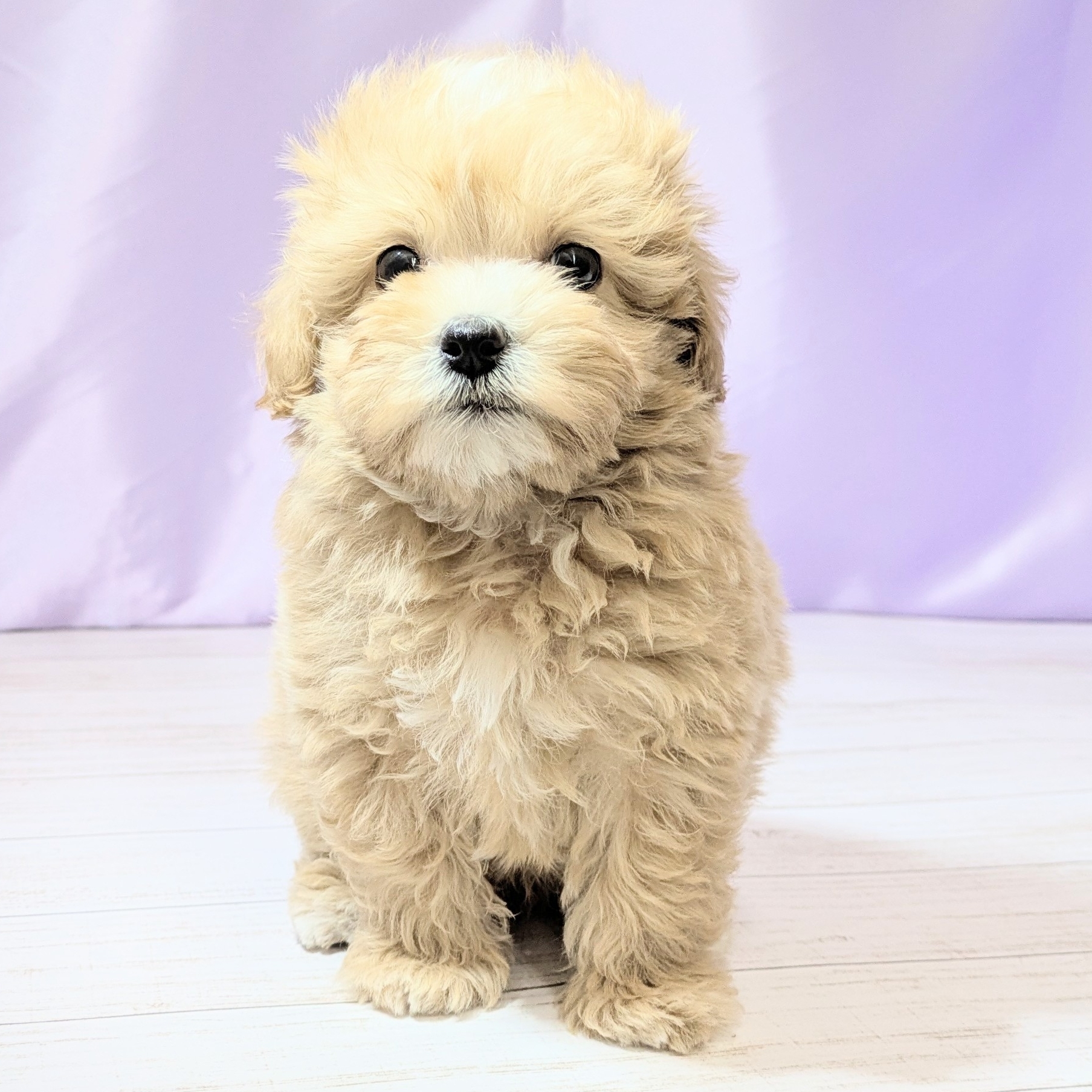 兵庫県のマルプー(マルチーズ×プードル) (犬の家＆猫の里尼崎店/2026年2月6日生まれ/男の子/クリーム)の子犬の4枚目の画像